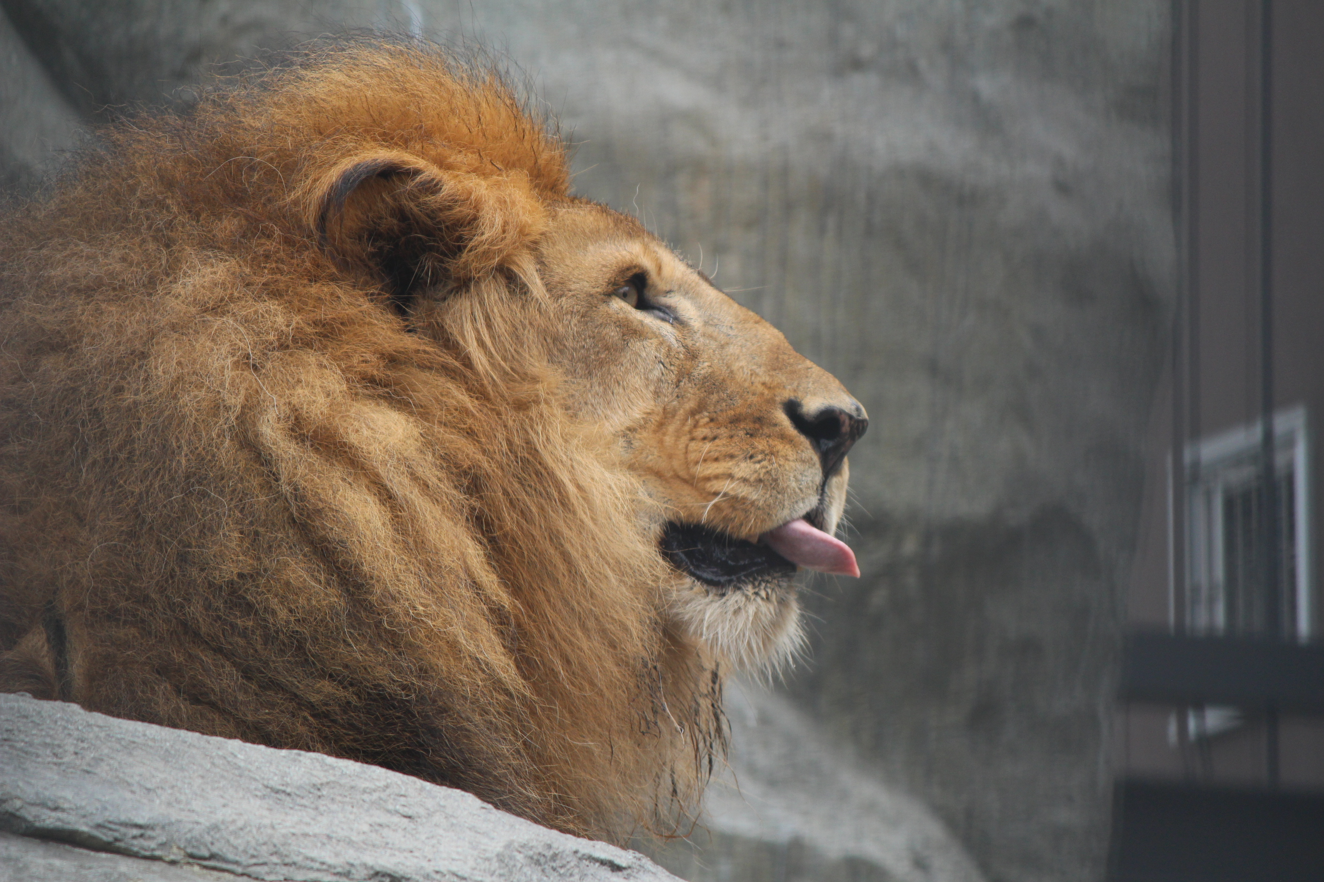 円山フルコース その２ なおさんの札幌市の活動日記 Yamap ヤマップ