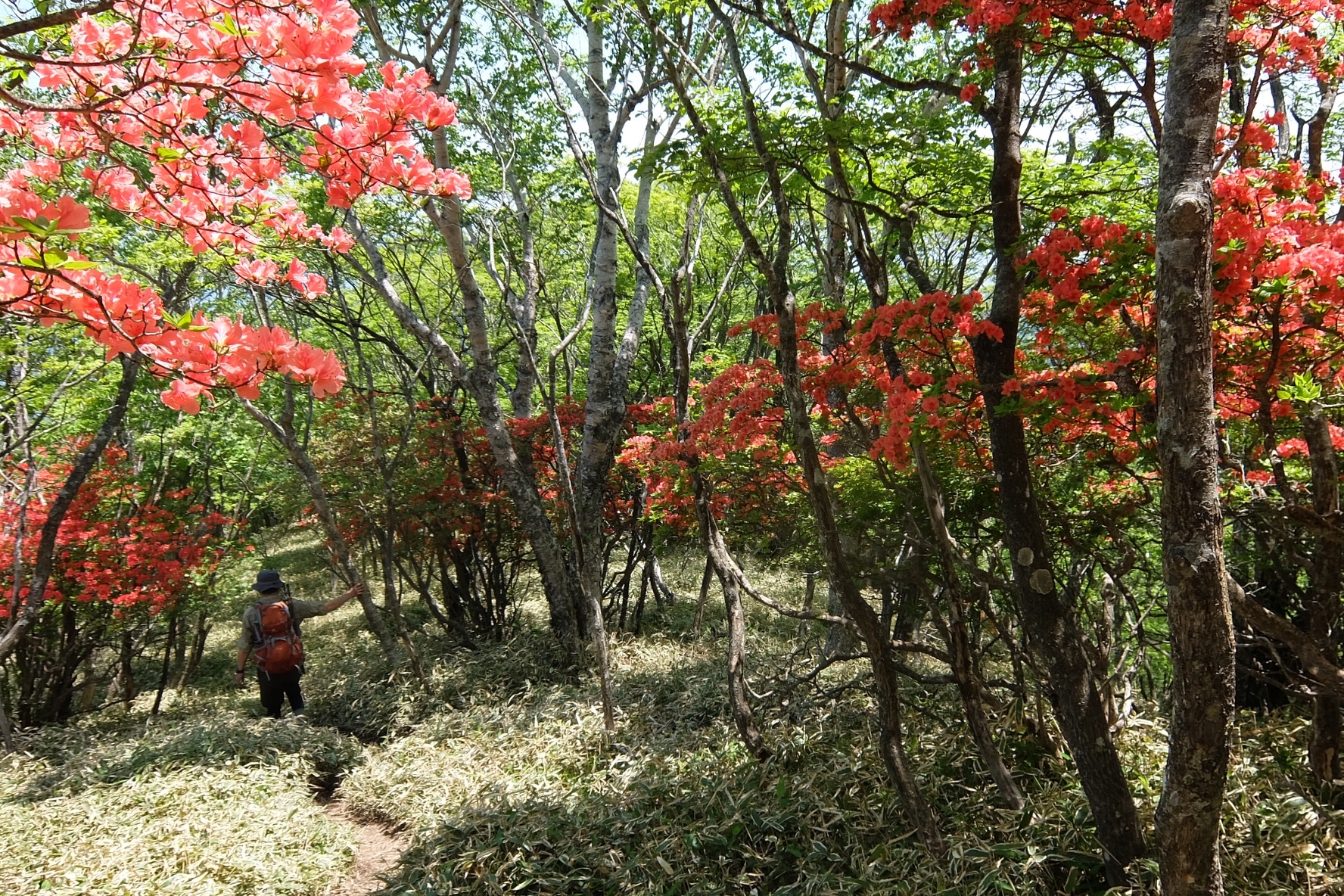 赤城黒檜山 駒ケ岳からツツジロードへ Sabakoさんの赤城山 黒檜山 荒山の活動データ Yamap ヤマップ
