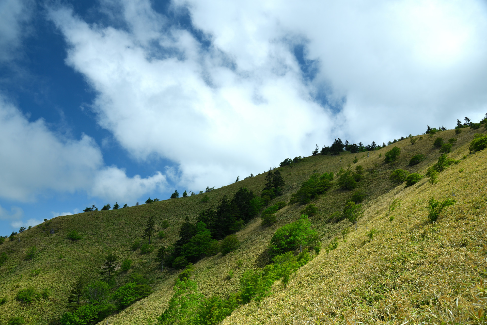 大川入山・横岳 斜面にところどころ生える木々が印象的