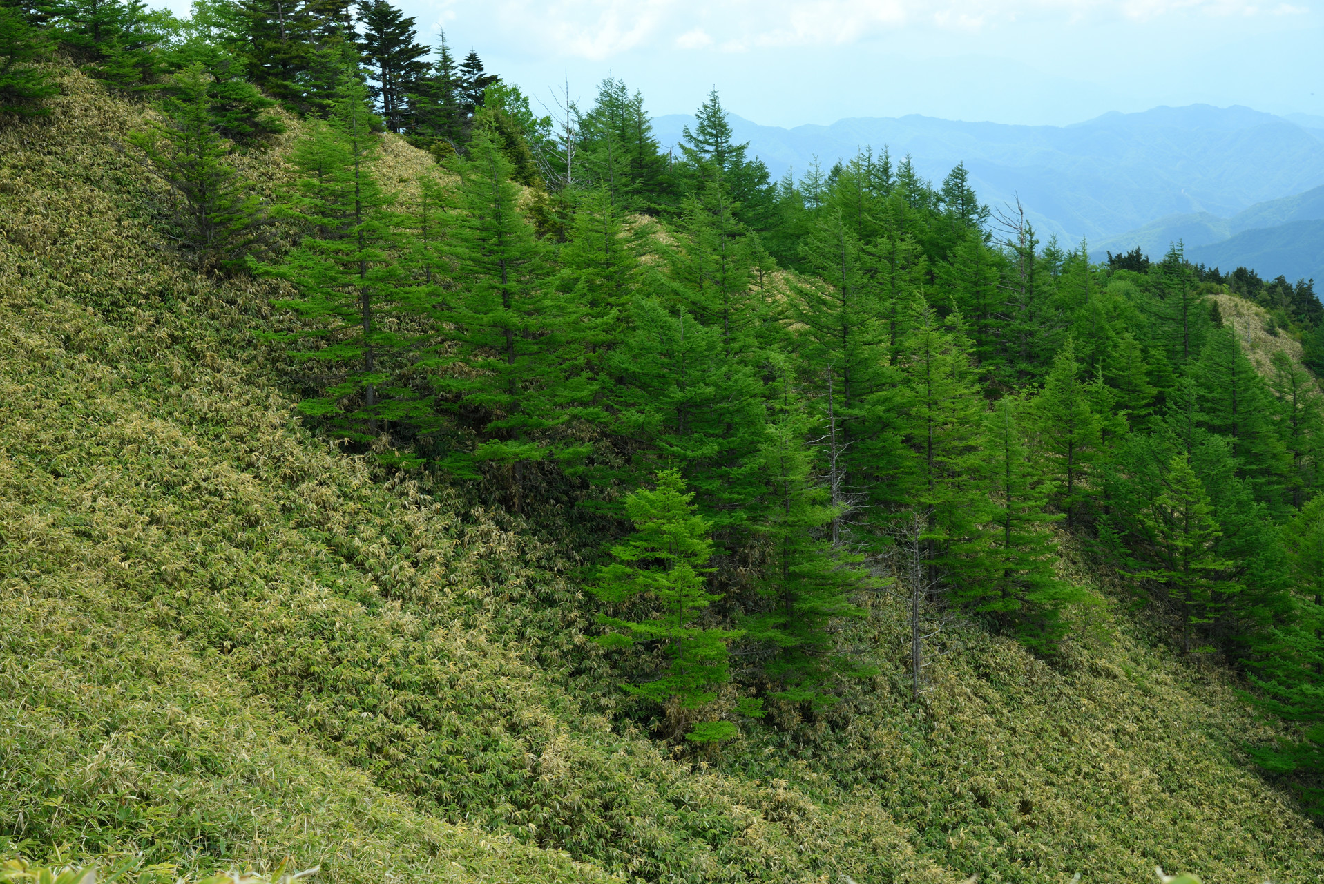 大川入山・横岳 好きです、こういうの