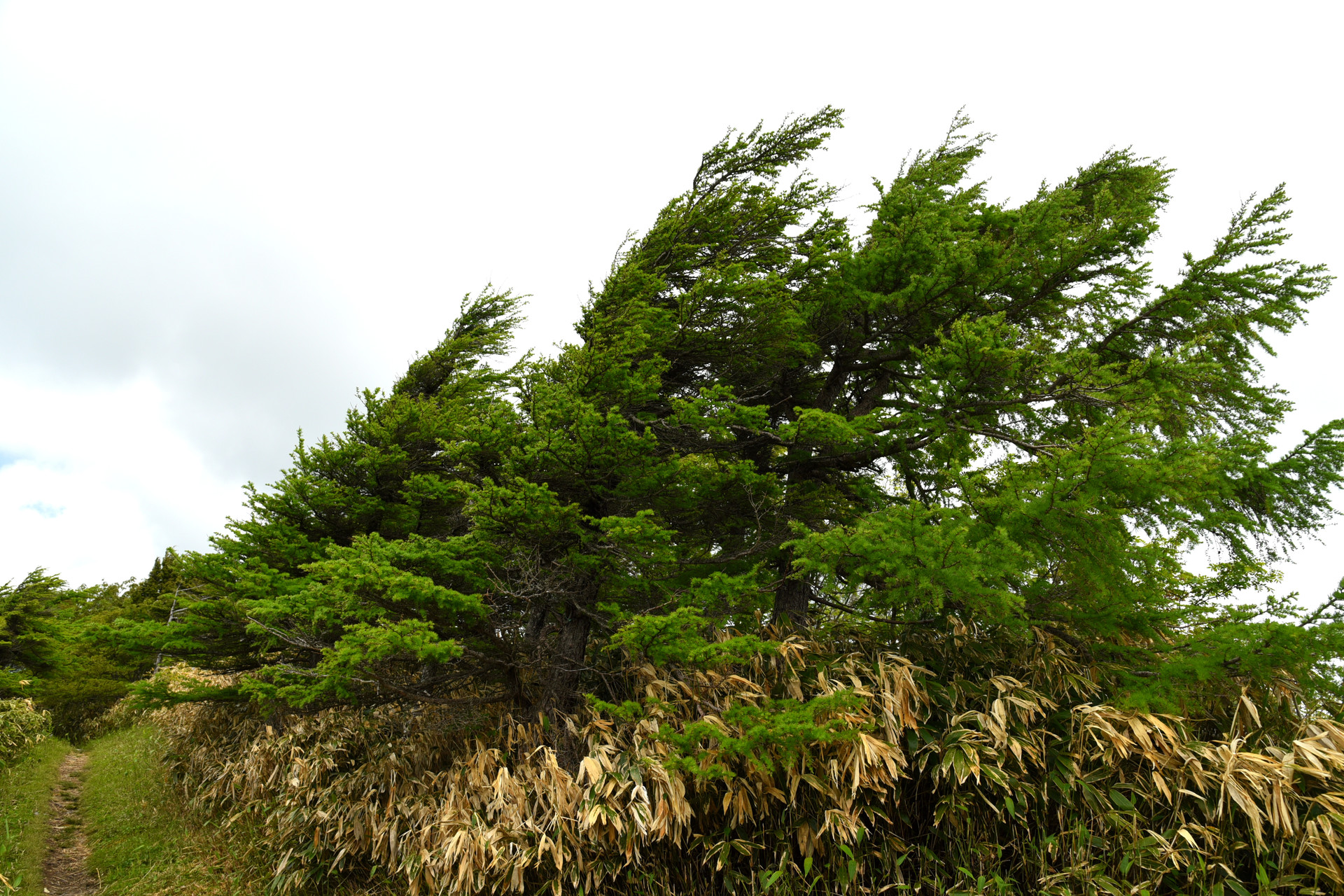 大川入山・横岳 きっと、風があると強風か吹き続けるんだろうな
という木々。