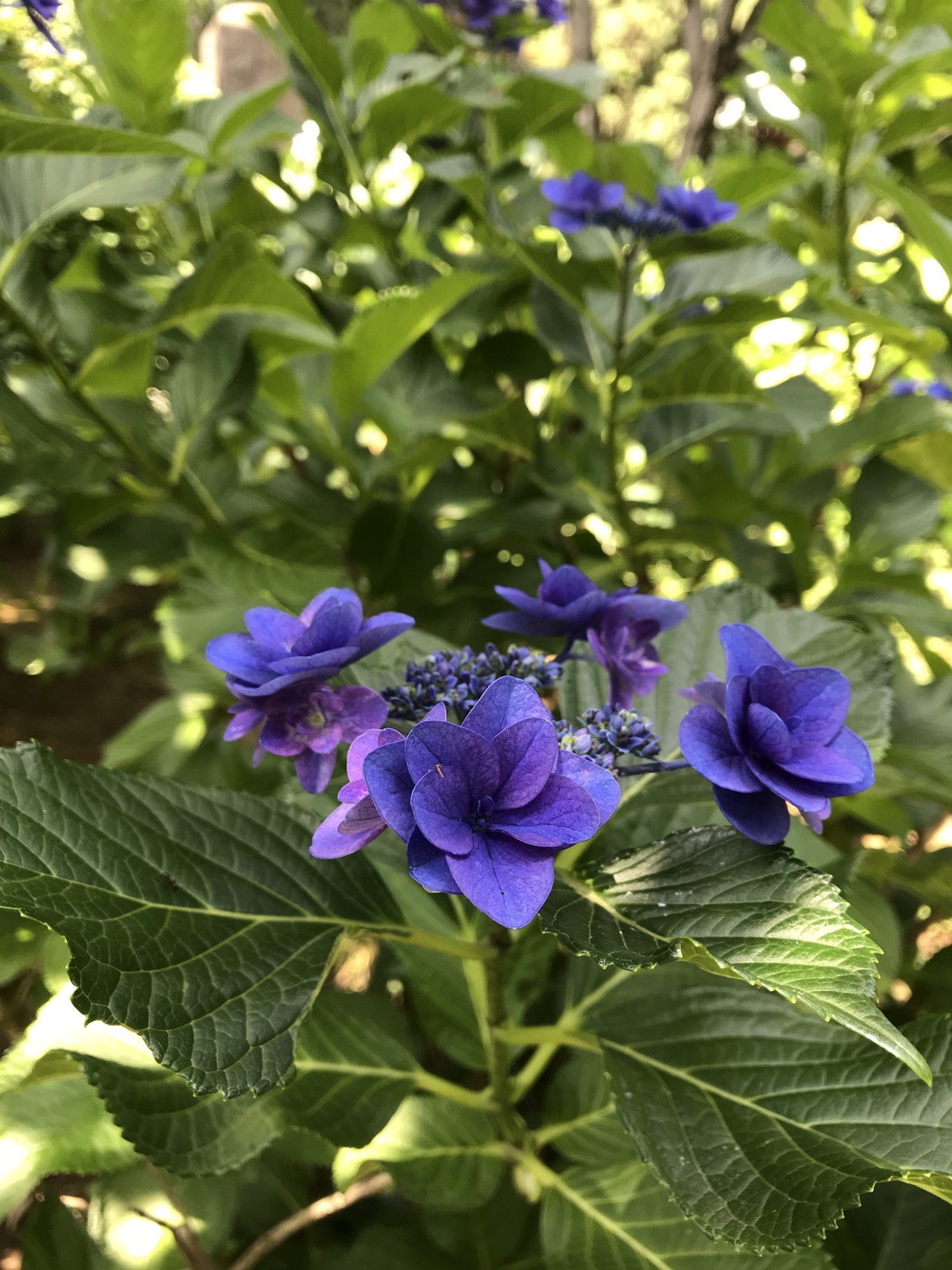 緑ヶ丘霊園からあじさい寺へ ずおずおむさんの東京都23区 西エリアの活動日記 Yamap ヤマップ