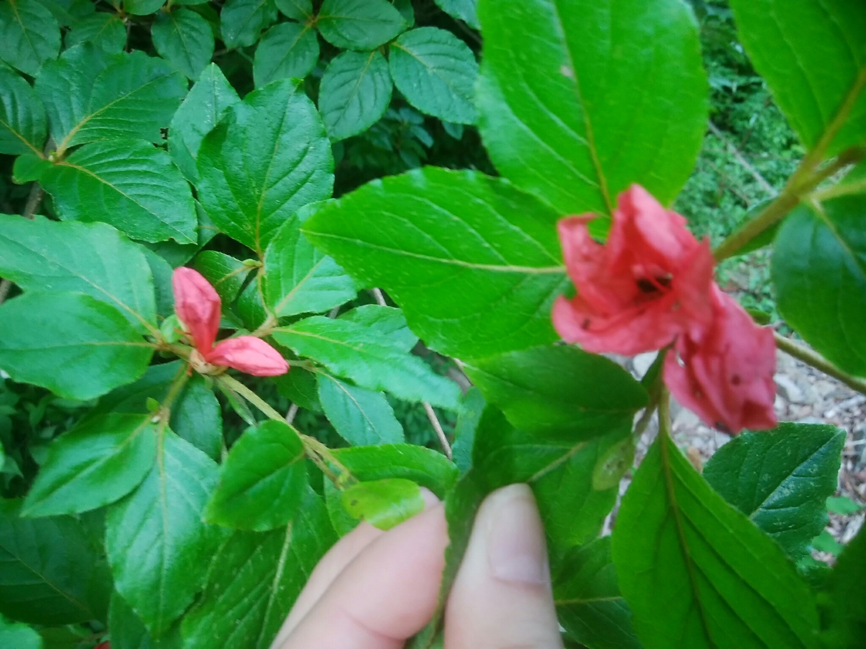 八経ヶ岳 超 やったった感 双門コース 熊渡 狼平 弥山 八経 明星 日裏 頂仙 もふもふ さんの八経ヶ岳の活動日記 Yamap ヤマップ