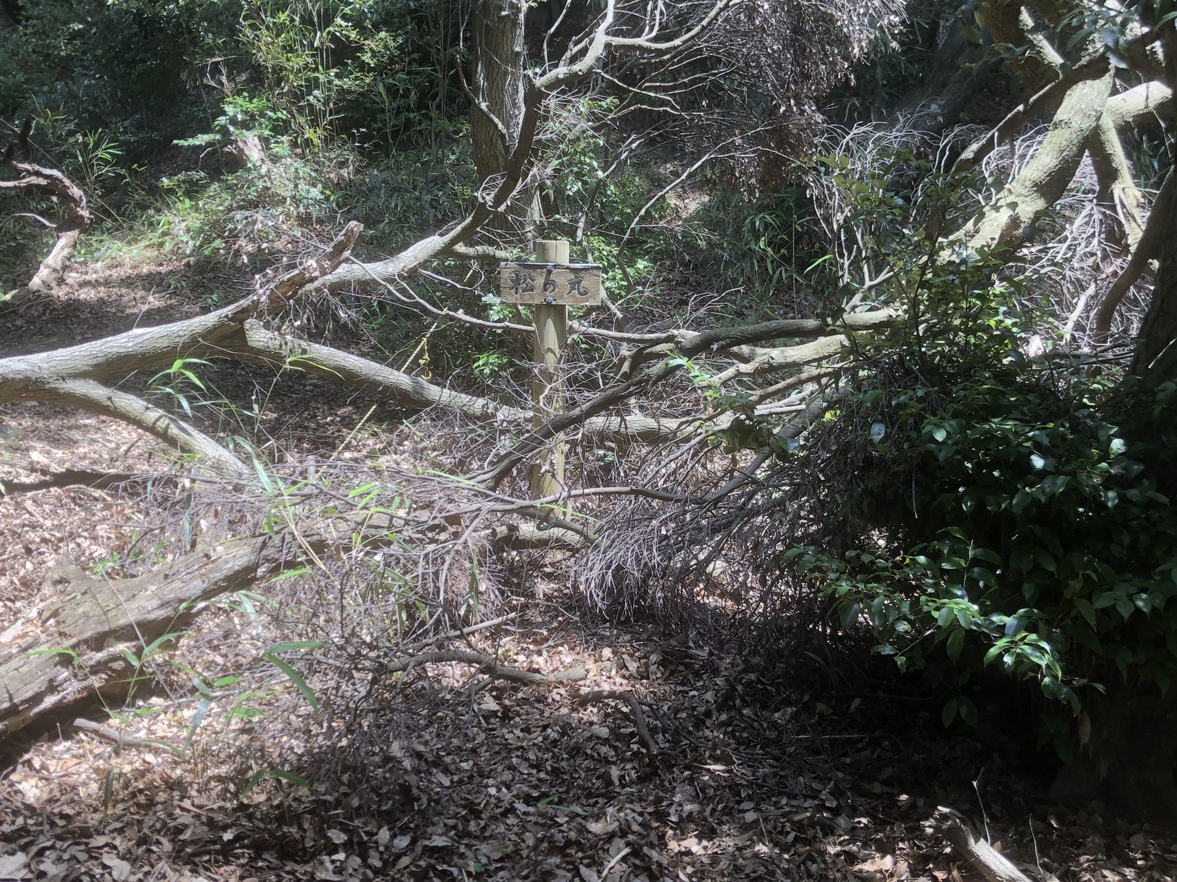 難攻不落の鳥取城攻略 太閤ヶ平 摩仁山にも おいやんさんの鳥取市の活動データ Yamap ヤマップ