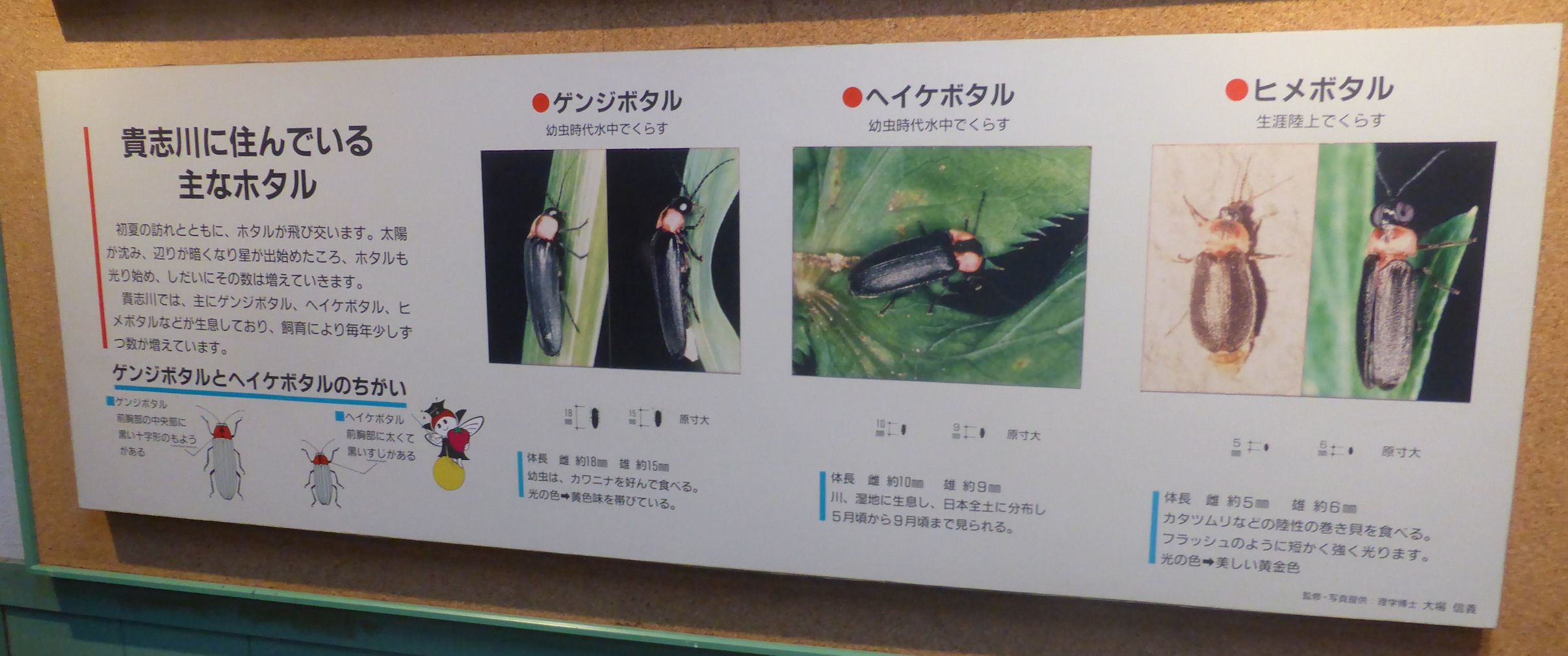 ゲンジボタル鑑賞 紀の川市貴志川町きしべの里公園 ほたる鑑賞池 にて なかむらさんの熊野古道紀伊路その1の活動日記 Yamap ヤマップ