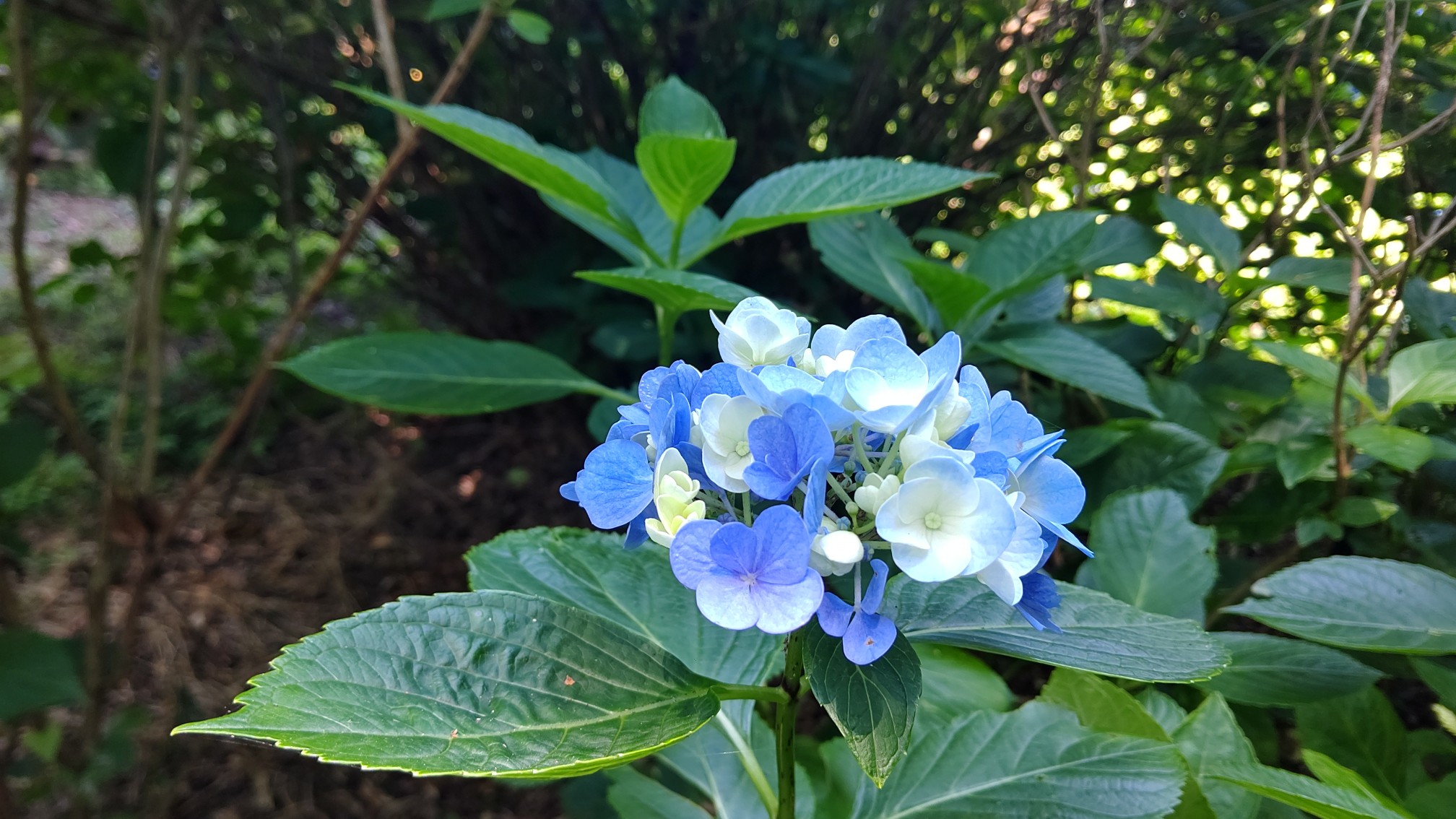 生駒山 ぬかた園地のあじさい園へ Minamiさんの生駒山 神津嶽 大原山の活動データ Yamap ヤマップ