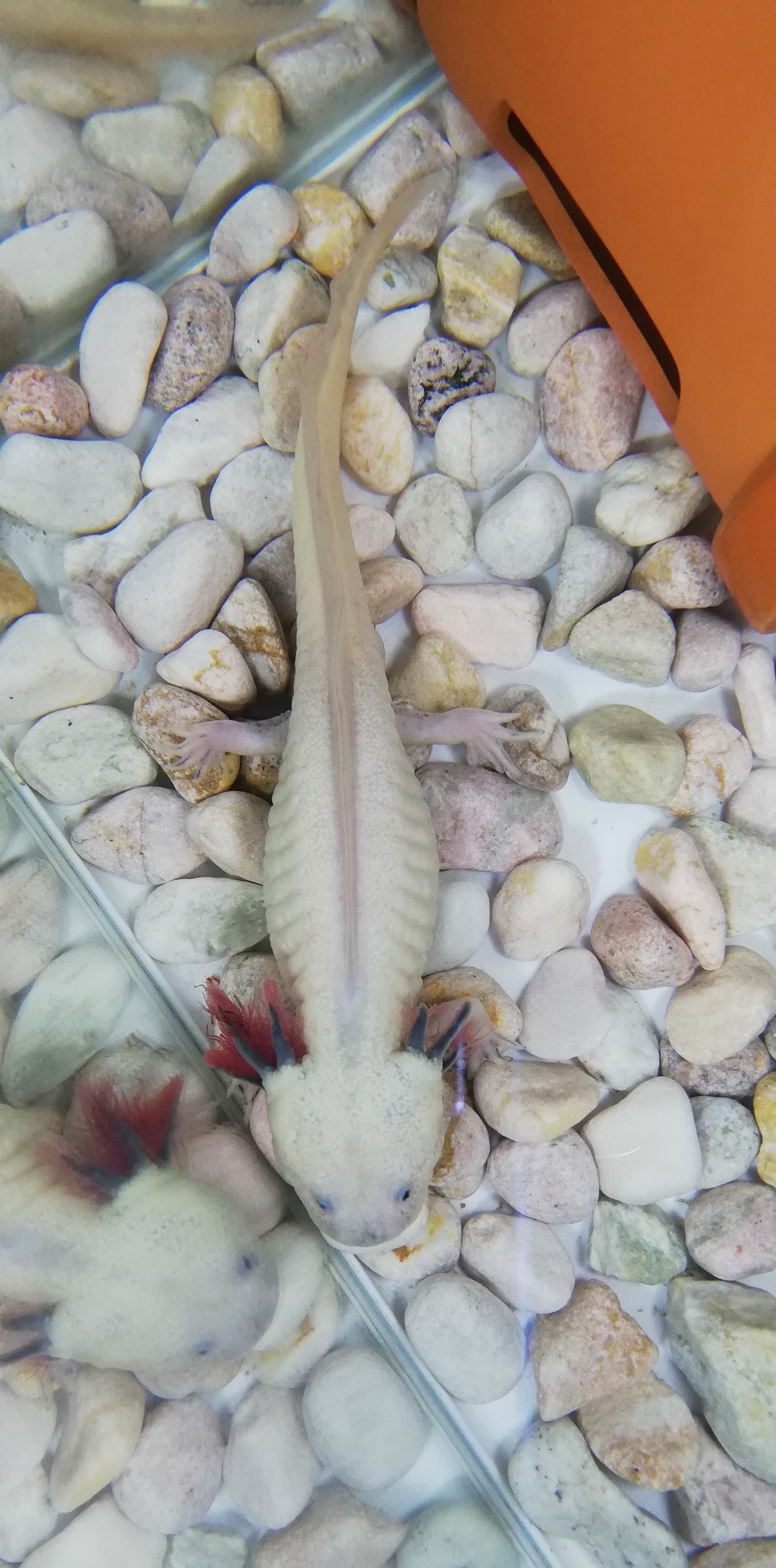 7 23 自宅にて まさやんさんのウォーキングの活動日記 Yamap ヤマップ