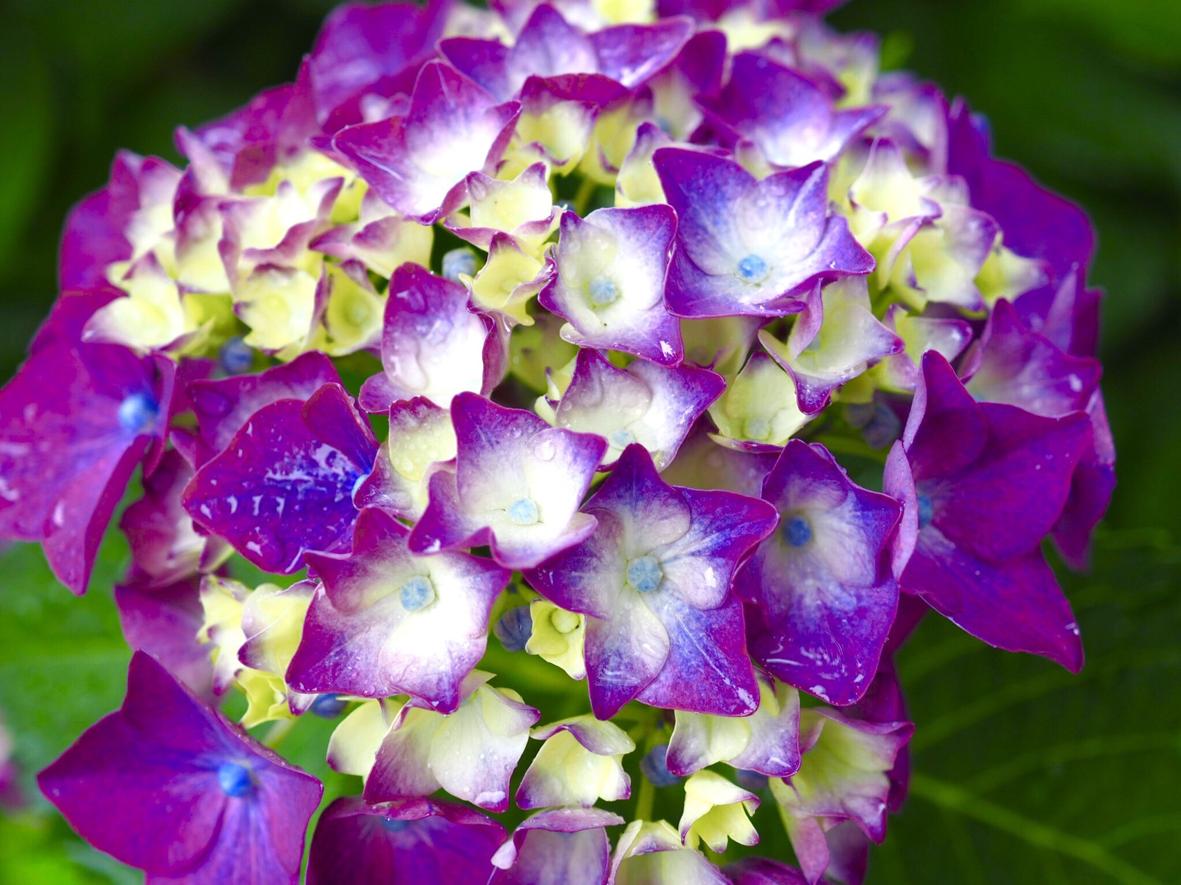 広島 観音寺 広島のアジサイ寺開花状況 ちなさんの極楽寺山の活動データ Yamap ヤマップ