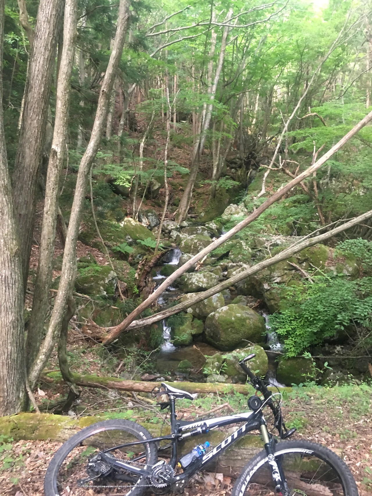 氷上山 林道 大船渡山馬越側 / chatakuroさんの氷上山の活動データ 