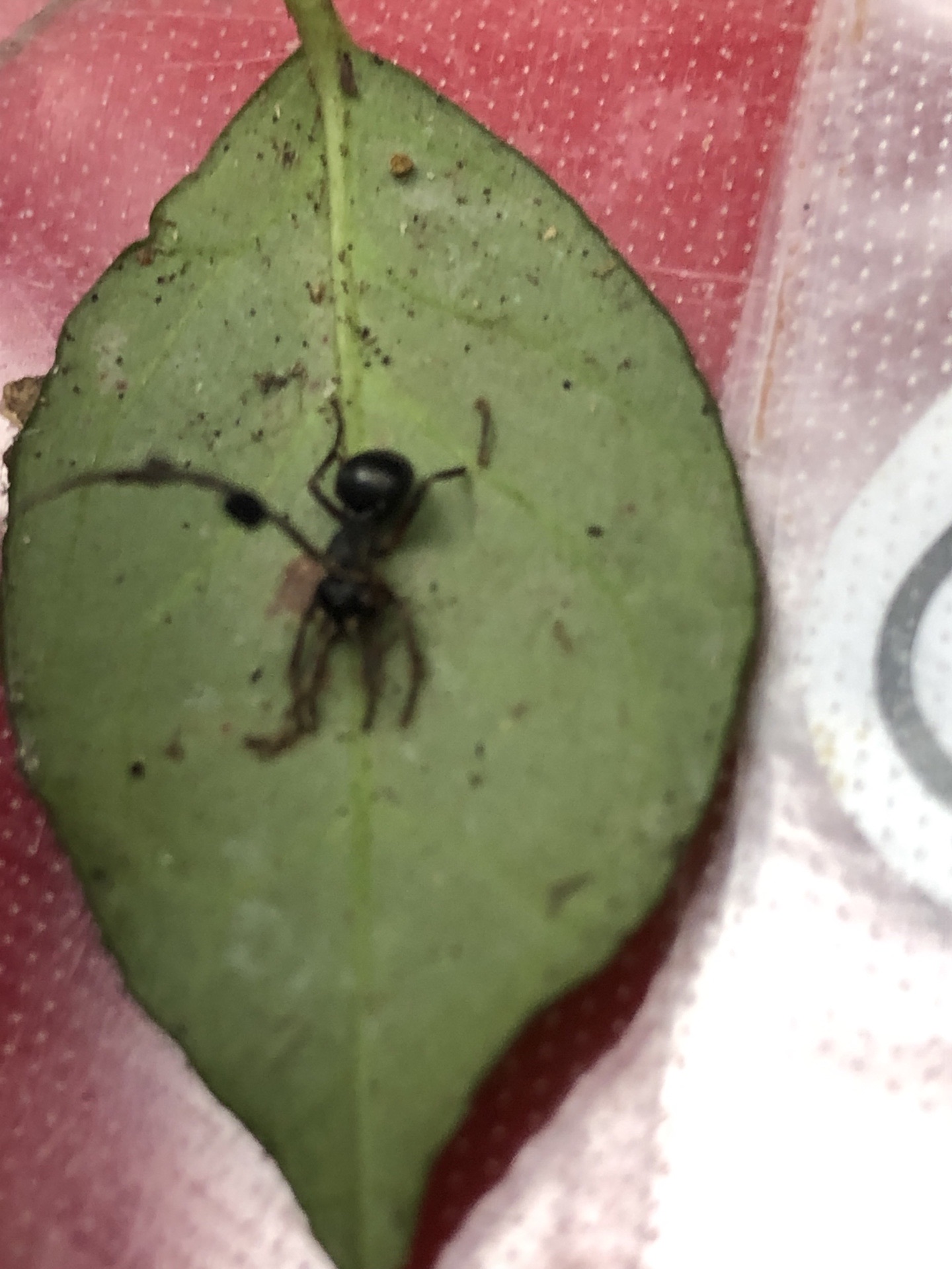 油山 荒平山 片縄山 21 12 12 カワセミさんの油山 荒平山 片縄山の活動日記 Yamap ヤマップ