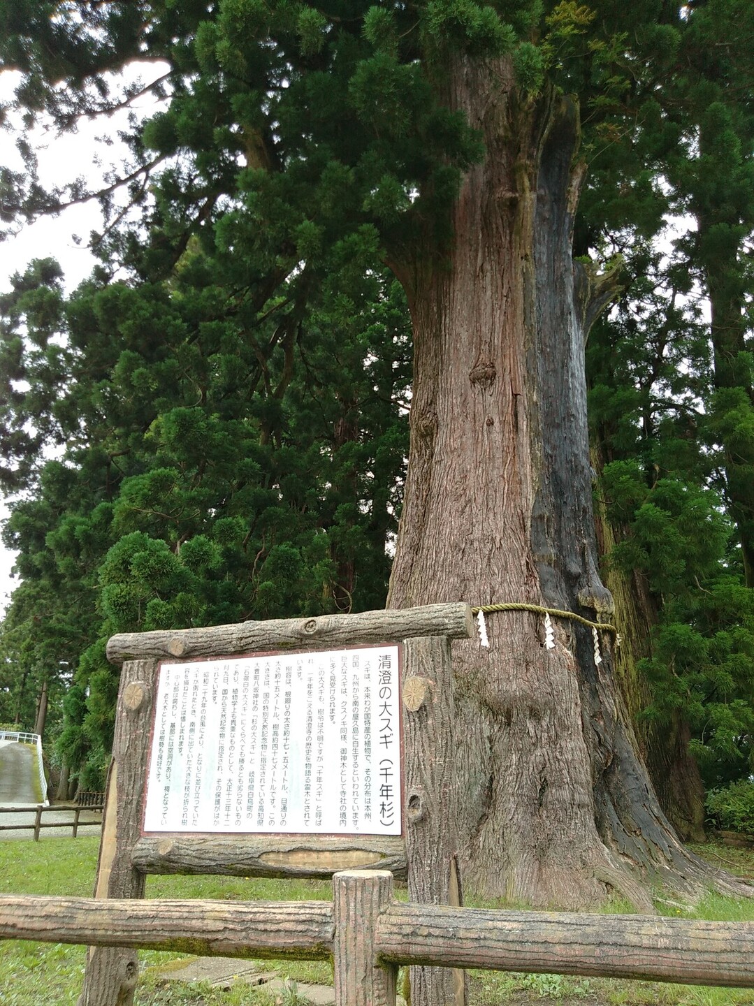 清澄寺の千年杉 アジサイの道 初日山 天拝園 もみ太郎 往復 うみすきさんの石尊山の活動データ Yamap ヤマップ