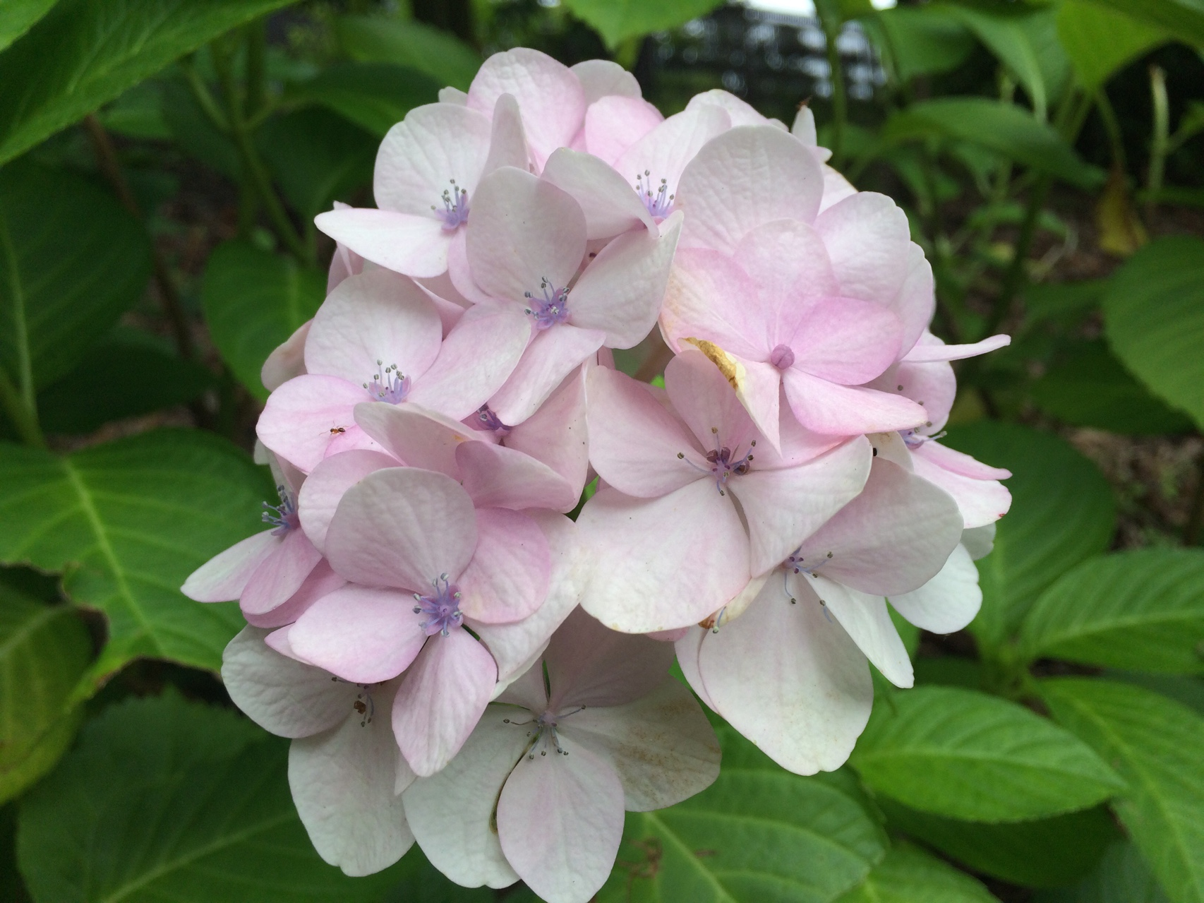 紫陽花と狸の六甲山 まるさんの六甲山 長峰山 摩耶山の活動日記 Yamap ヤマップ