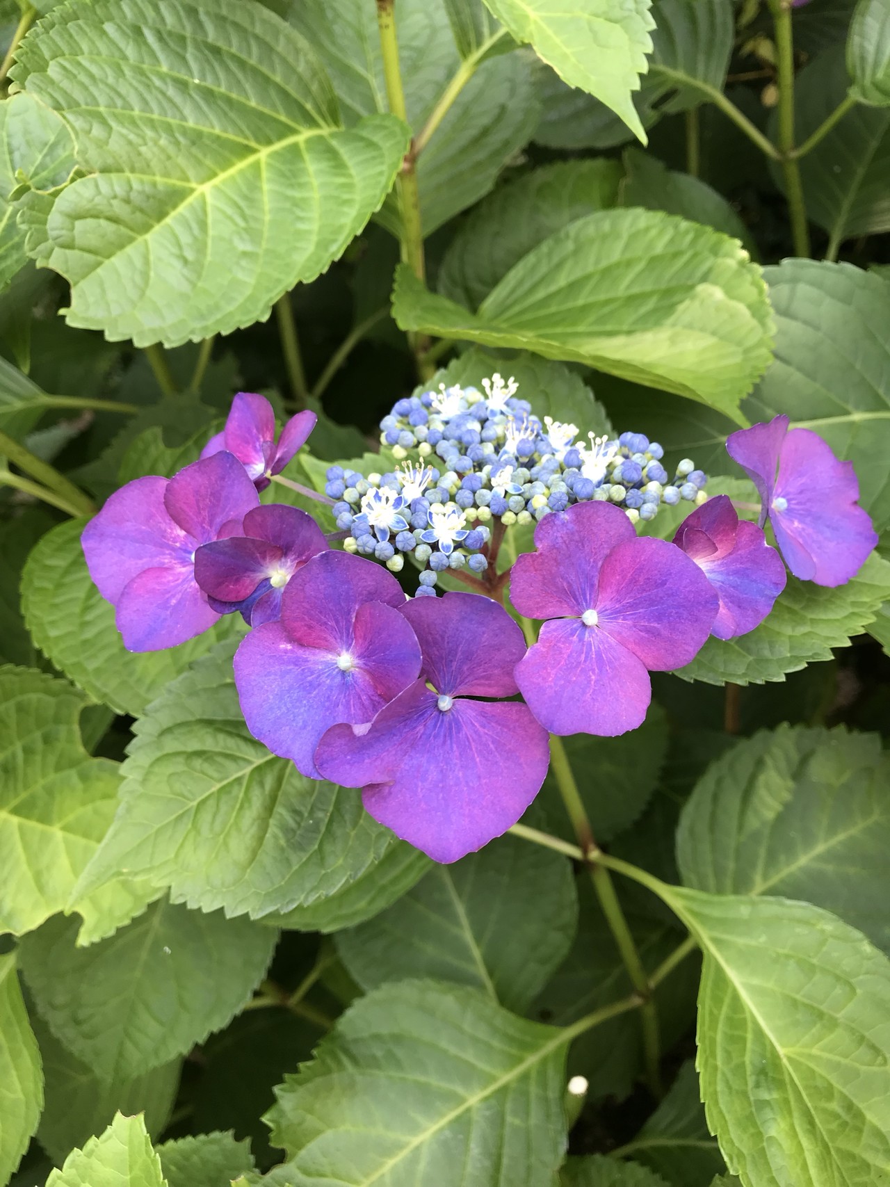 久地から東高根森林公園へ ずおずおむさんの北多摩の活動日記 Yamap ヤマップ
