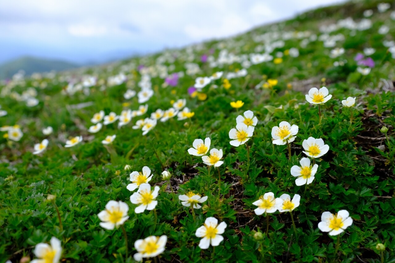 花の百名山 平標山 は眩いばかりの天空のお花畑 荘衛さんの仙ノ倉山 平標山 大源太山の活動データ Yamap ヤマップ