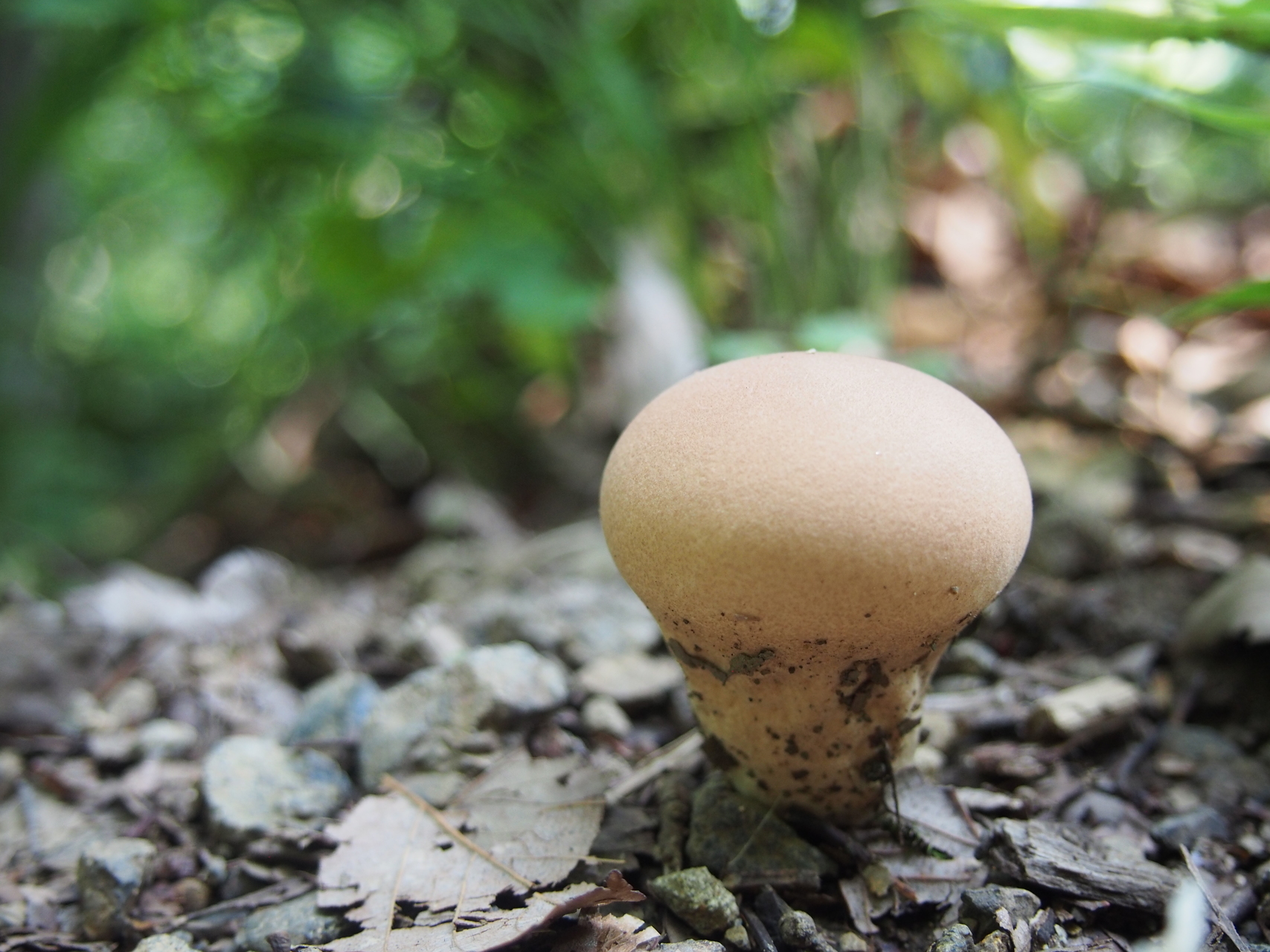 キノコパラダイス城山 375m Miniさんの丹沢山の活動データ Yamap ヤマップ
