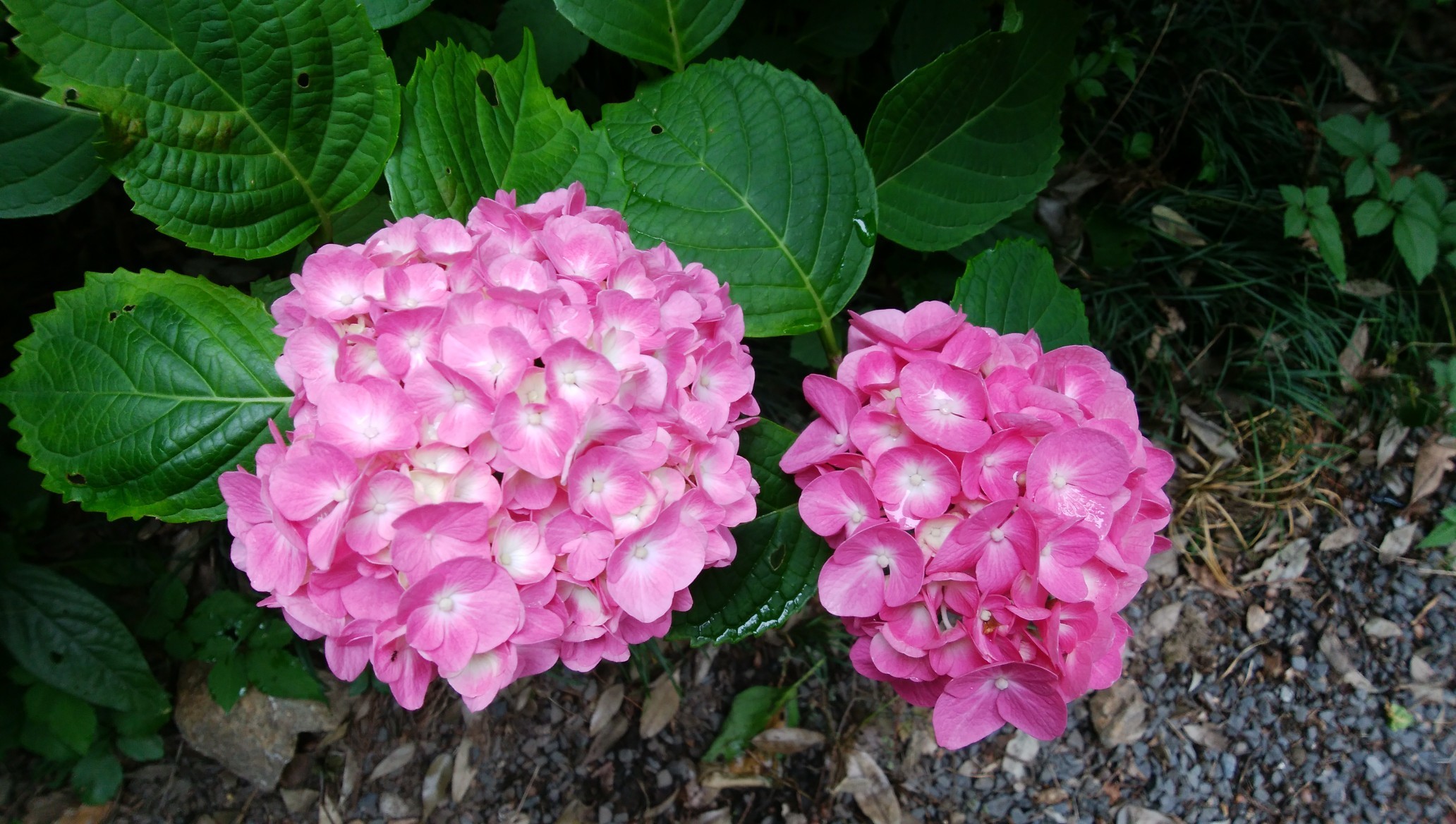 雨月物語の あじさい坂を散策 小山のやまちゃんさんの太平山 晃石山 唐沢山の活動データ Yamap ヤマップ