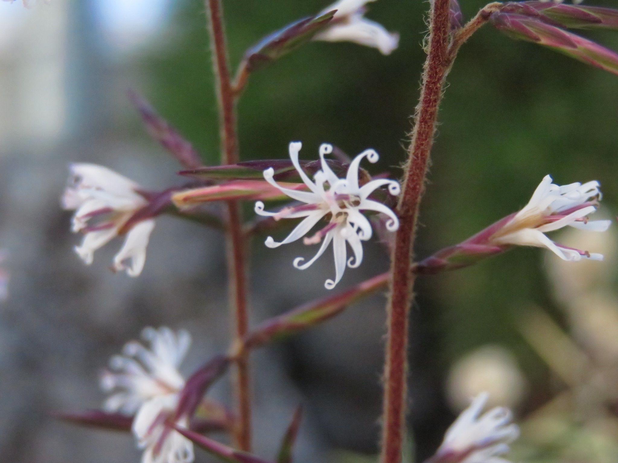 秋の植物観察 富山県中央植物園 Manoさんの富山市の活動日記 Yamap ヤマップ