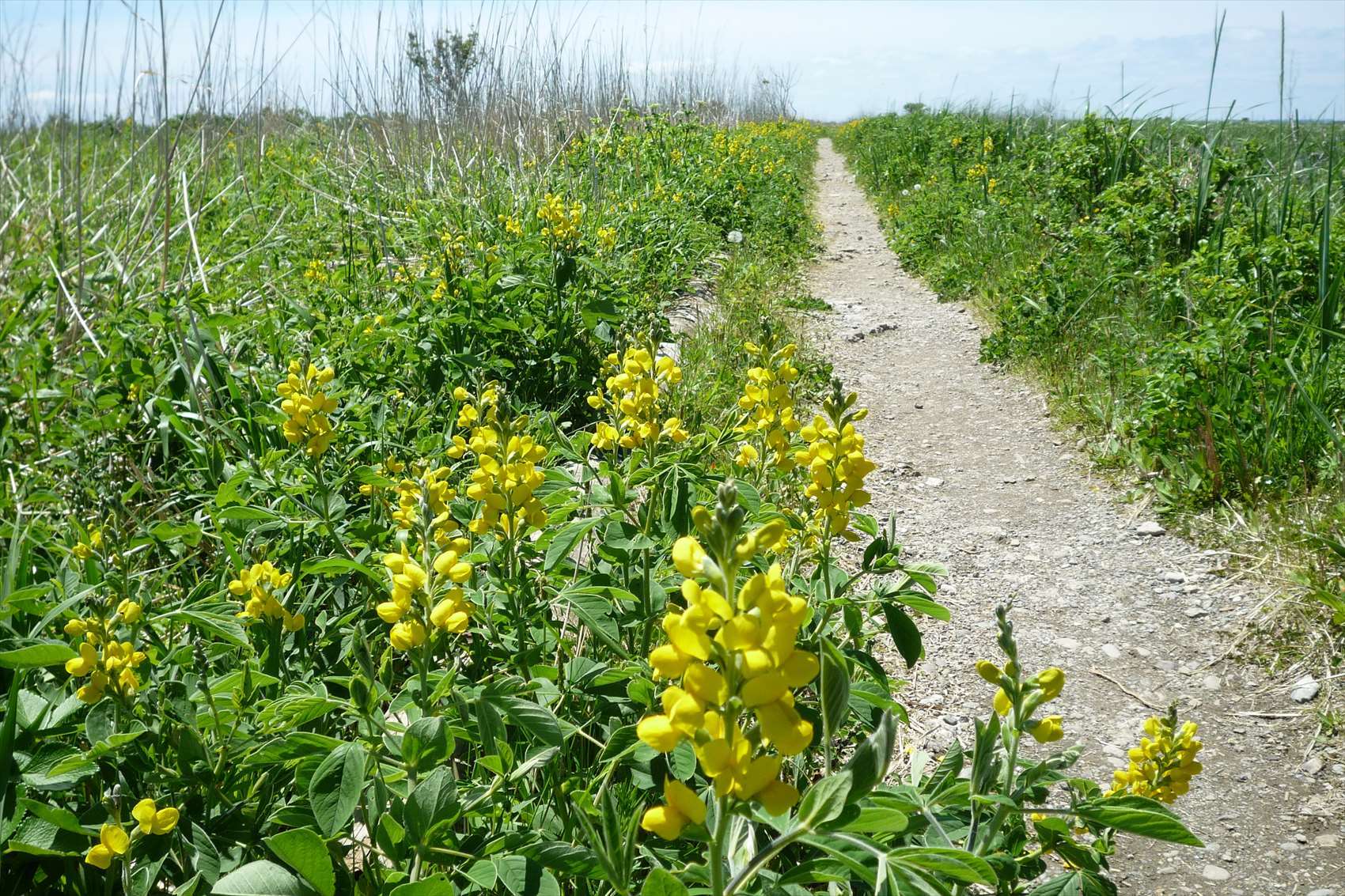 センダイハギを見に野付半島へ Akadake5さんの武佐岳の活動日記 Yamap ヤマップ