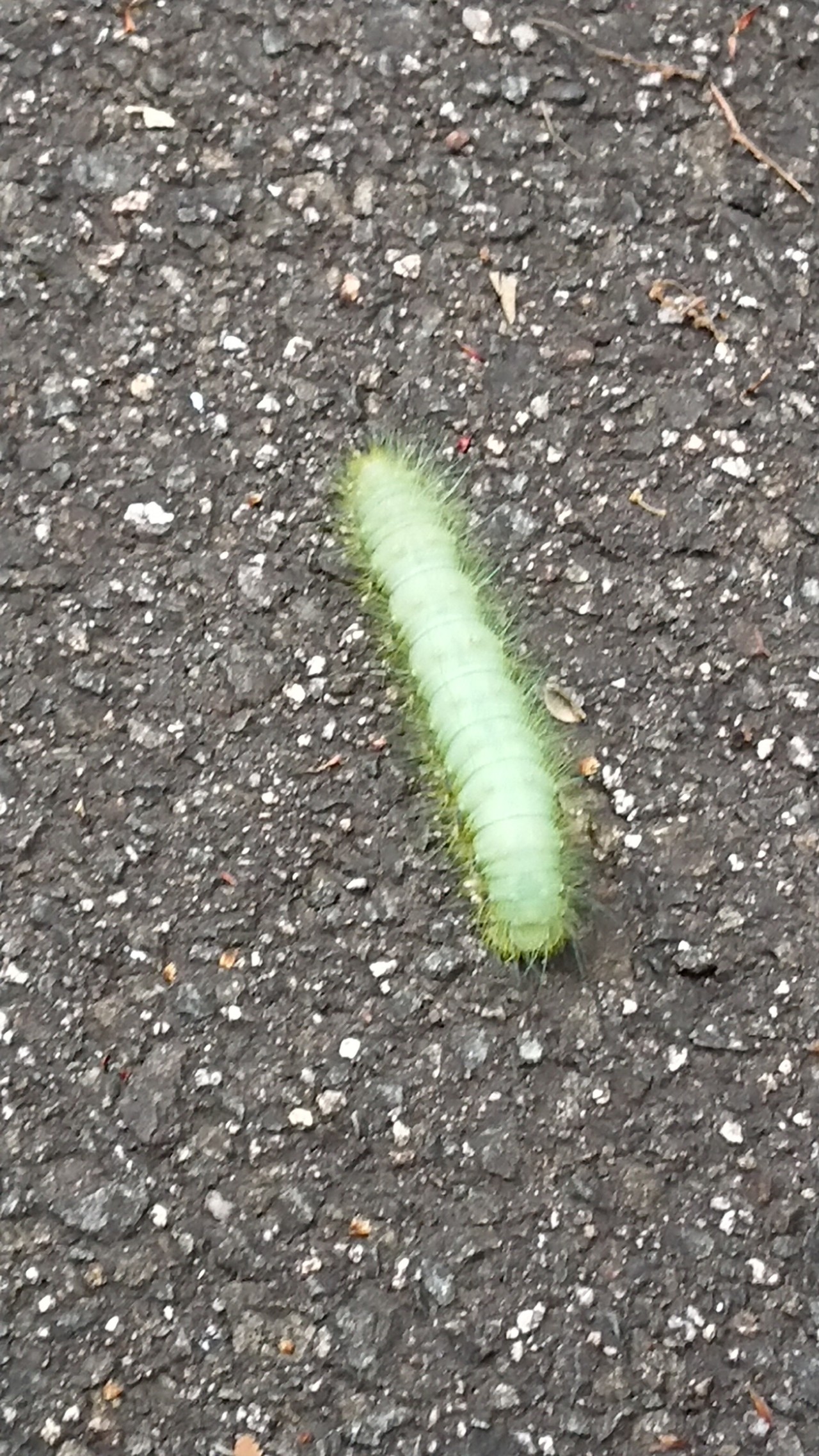 危険生物 若さんの呉市 東エリアの活動日記 Yamap ヤマップ