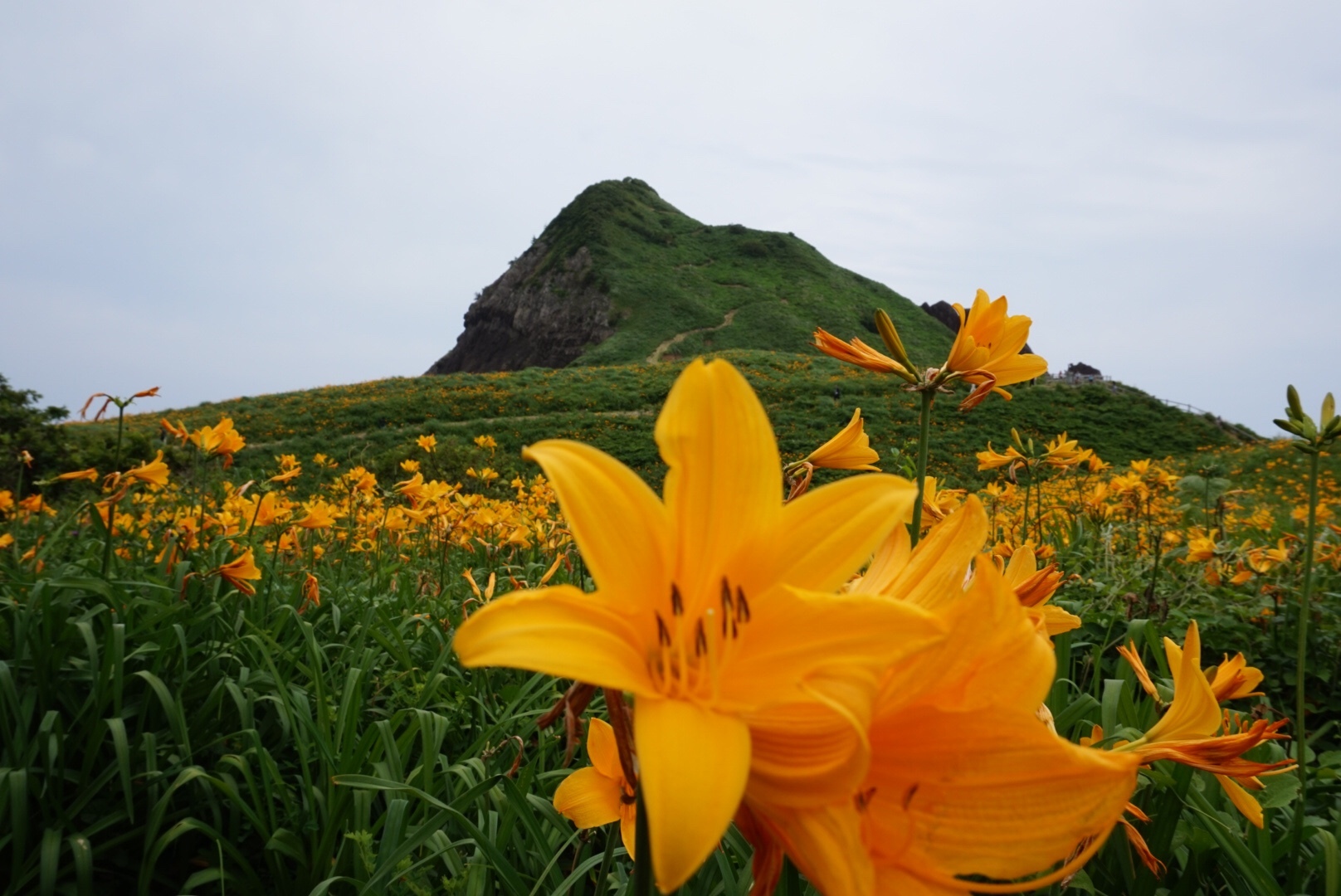佐渡大野亀 カンゾウ祭り グレトラもどき しったかぶりこさんの佐渡島の活動データ Yamap ヤマップ