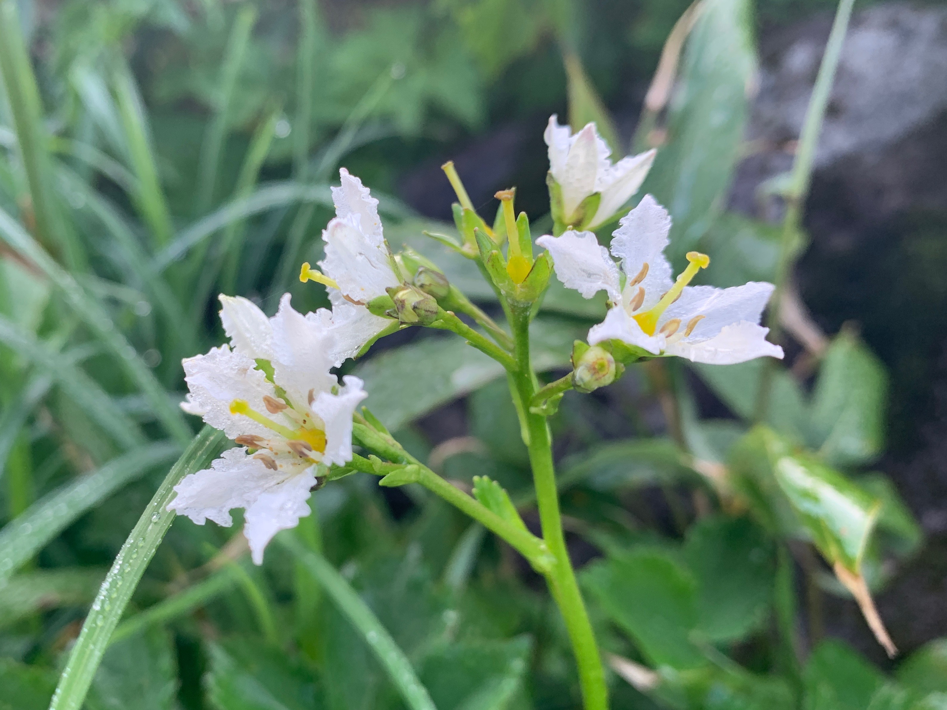 百花繚乱の鳥海山でひやひやエクストリーム書道 のんのんさんの鳥海山 七高山 笙ヶ岳の活動日記 Yamap ヤマップ