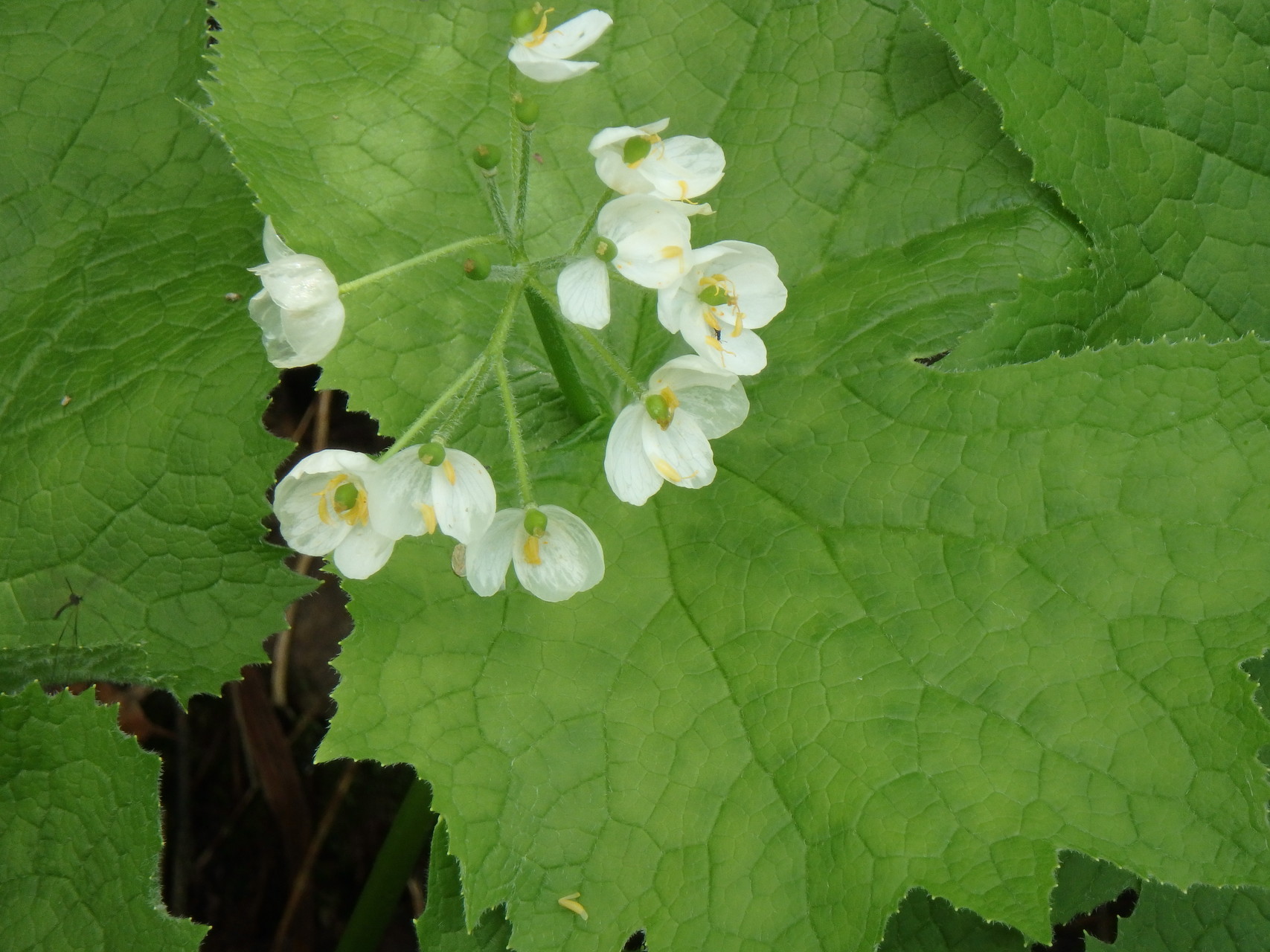 ブナと花の山 姥ヶ岳 いくさんの姥ヶ岳 福井県 の活動日記 Yamap ヤマップ