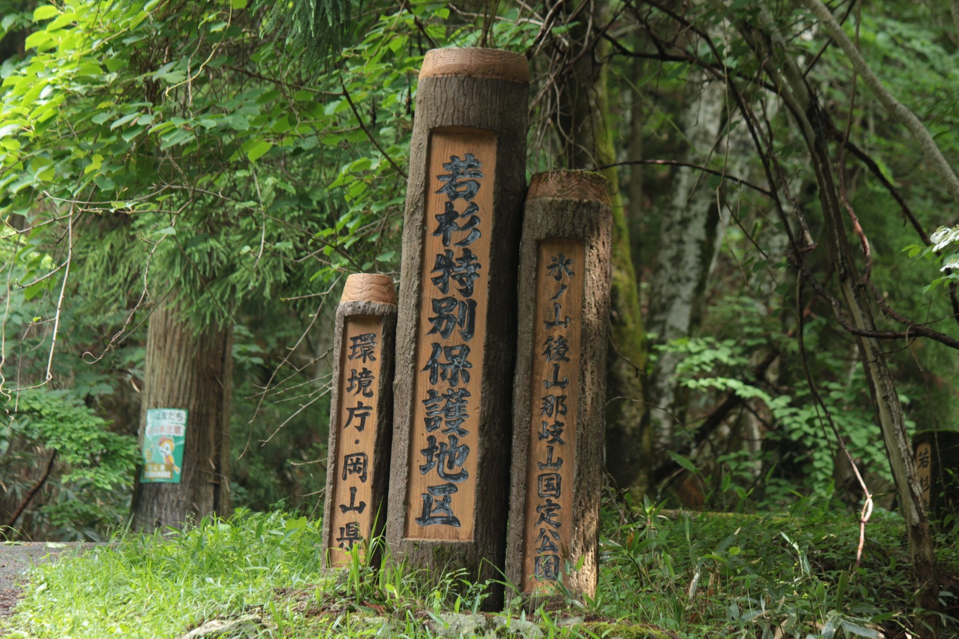 若杉原生林を歩く 満開のヤマボウシと苔石に隠れた蛙の合唱に歓迎され 心も体もリフレッシュ Guutaramam まむさんの若杉原生林 若杉天然林 の活動日記 Yamap ヤマップ