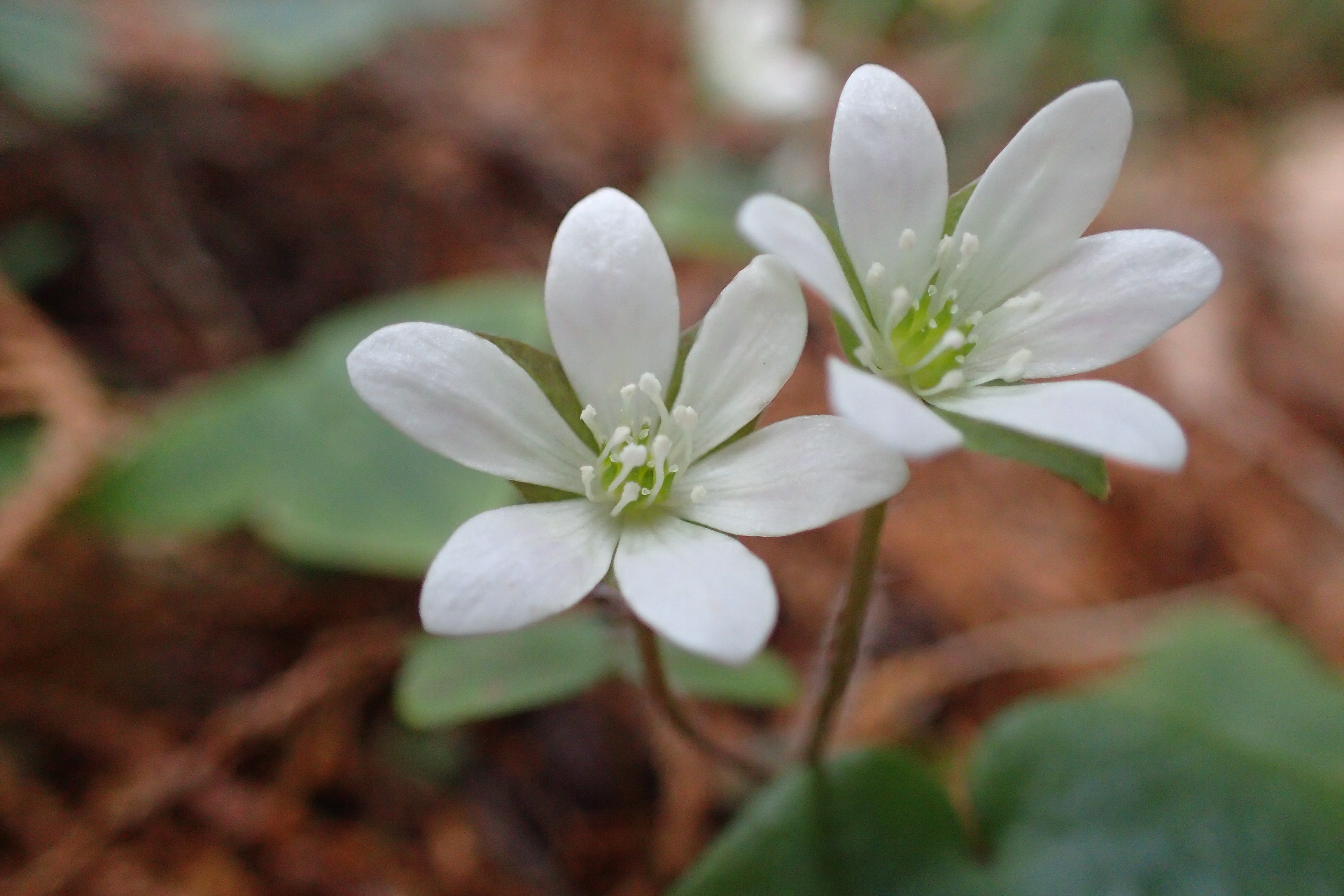 金剛山 ミスミソウを見に行こう しずっちさんの金剛山 二上山 大和葛城山の活動データ Yamap ヤマップ