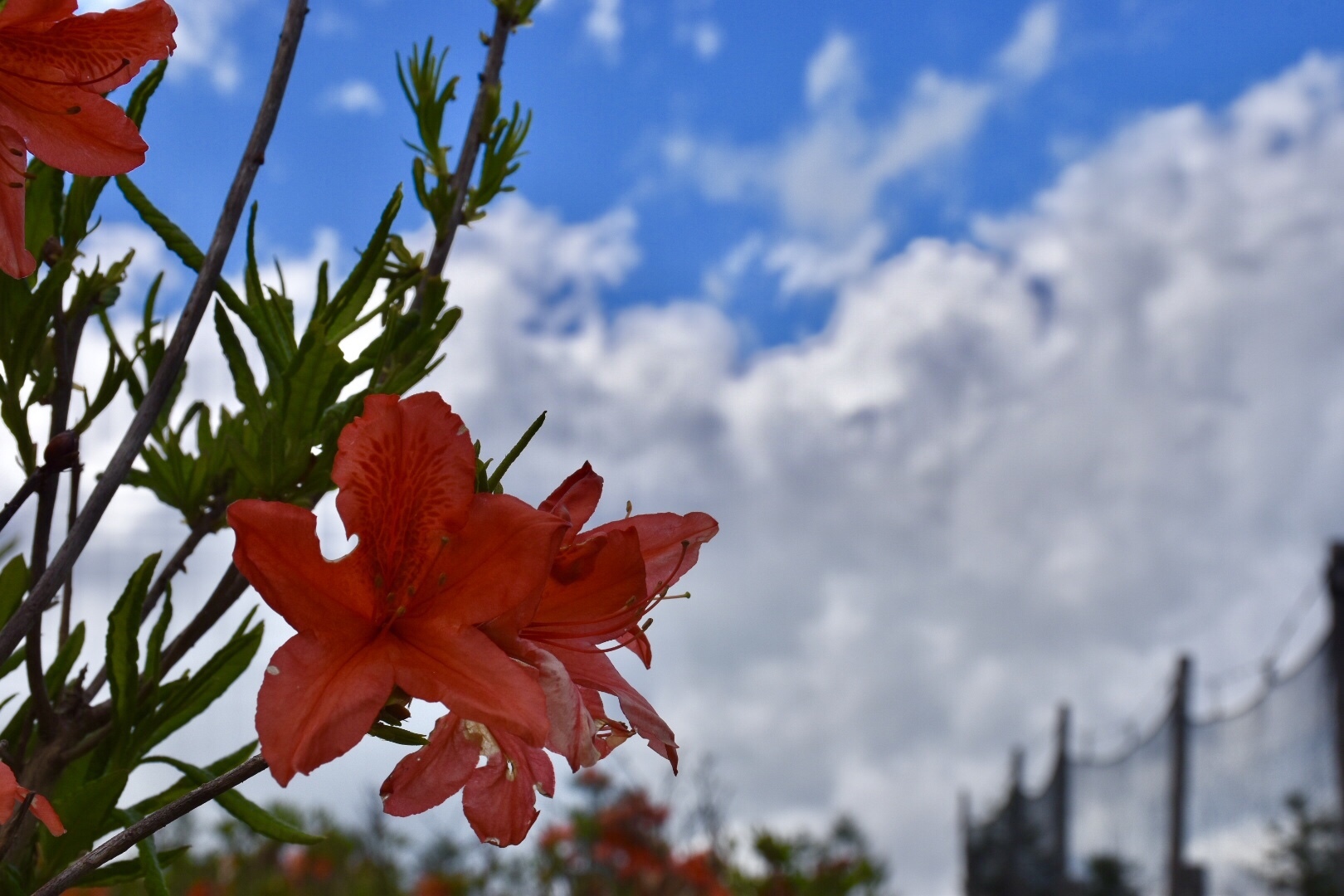 甘利山 ツツジぎりぎり満開 グリーンロッジ 甘利山 グリーンロッジ たいよーさんの鳳凰山 地蔵岳 観音岳 薬師岳の活動データ Yamap ヤマップ