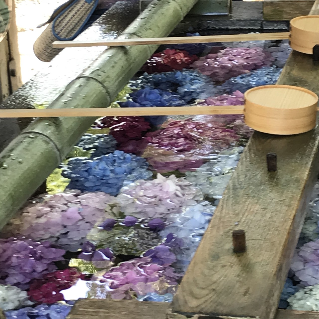 あじさい祭り 御裳神社 水に浮かぶ紫陽花 ノリノリさんの扶桑町の活動データ Yamap ヤマップ