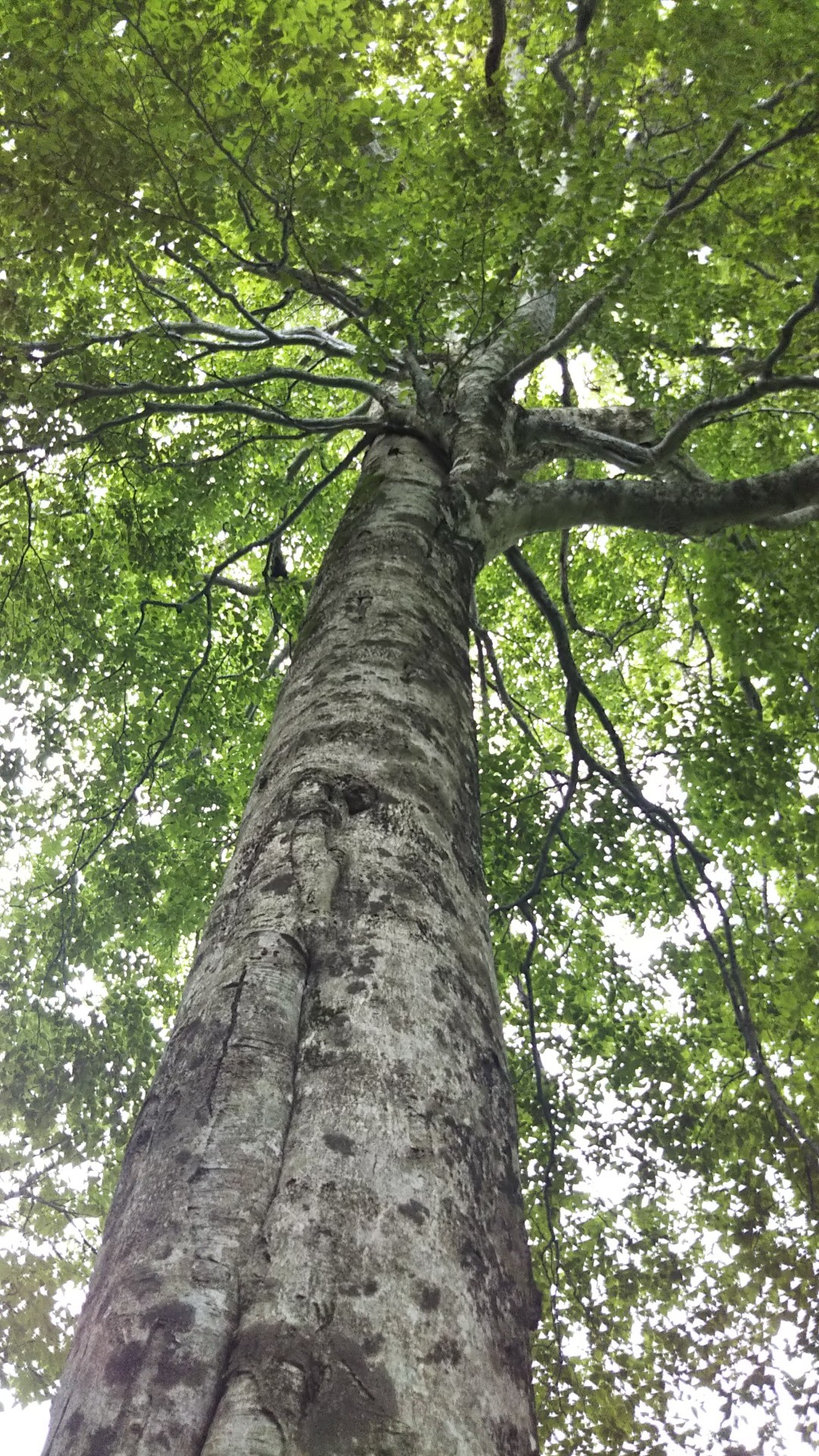烏ヶ山 けいこさんの大山 鳥取県 甲ヶ山 野田ヶ山の活動日記 Yamap ヤマップ