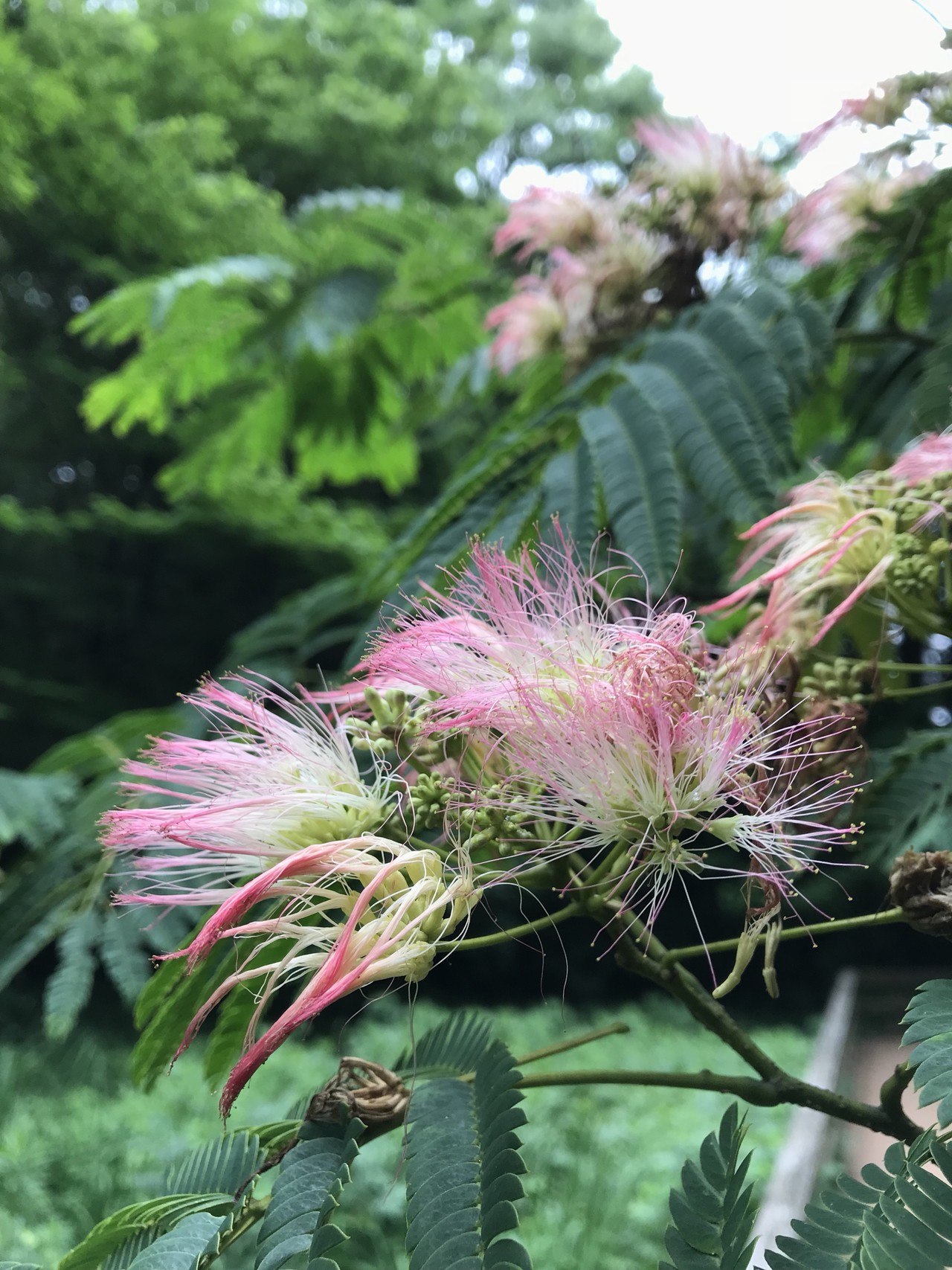 アジサイ咲く枡形山 生田緑地へ ずおずおむさんの東京都23区 西エリアの活動日記 Yamap ヤマップ
