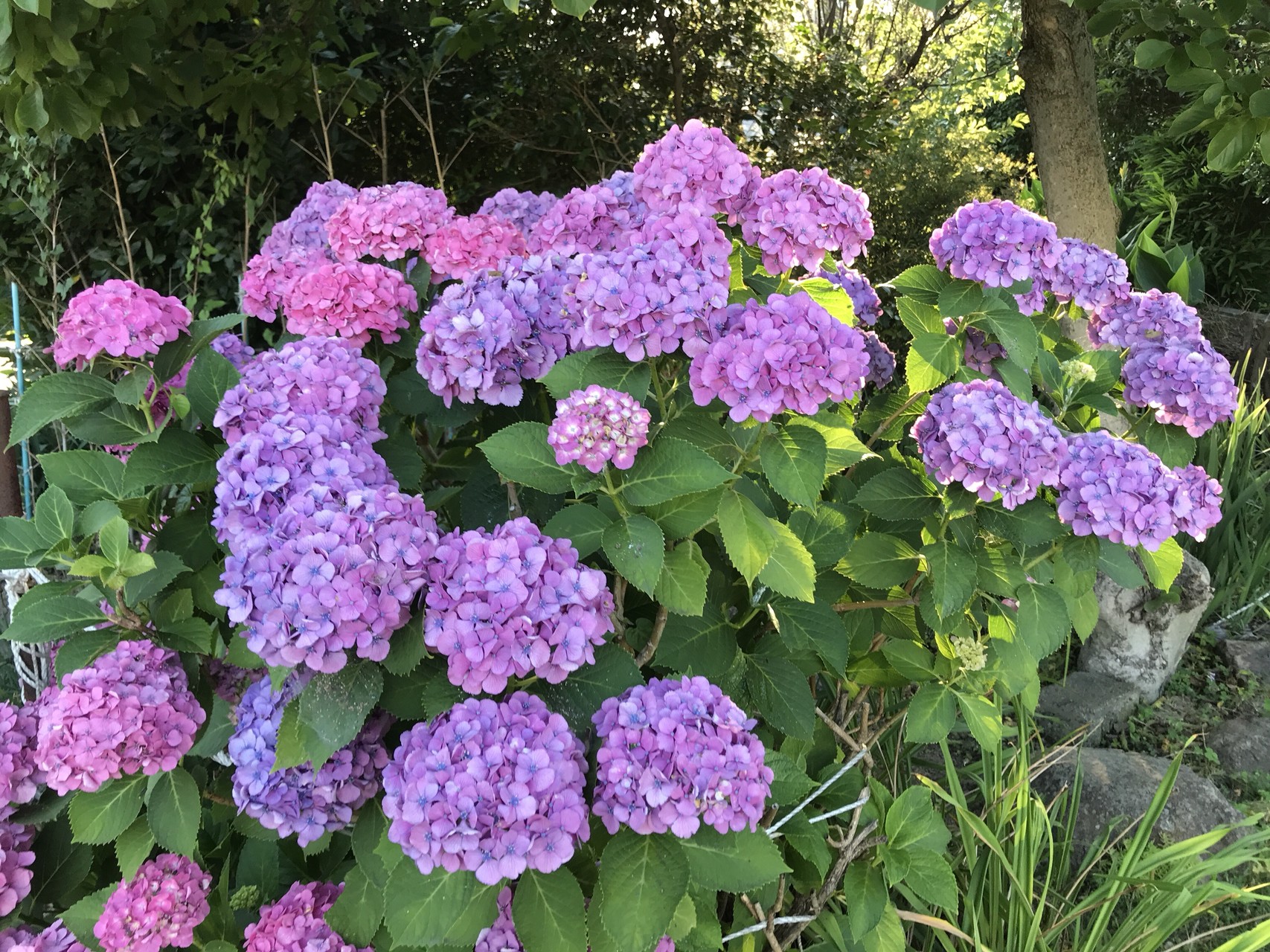 蔵王山から四国山地が見える のぶさんの蔵王山の活動日記 Yamap ヤマップ