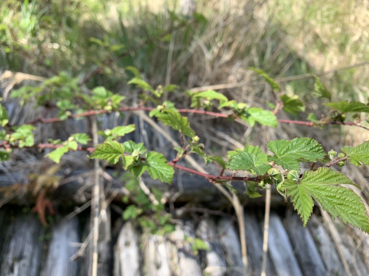 はじめまして国見山 Sikiさんの国見山の活動日記 Yamap ヤマップ