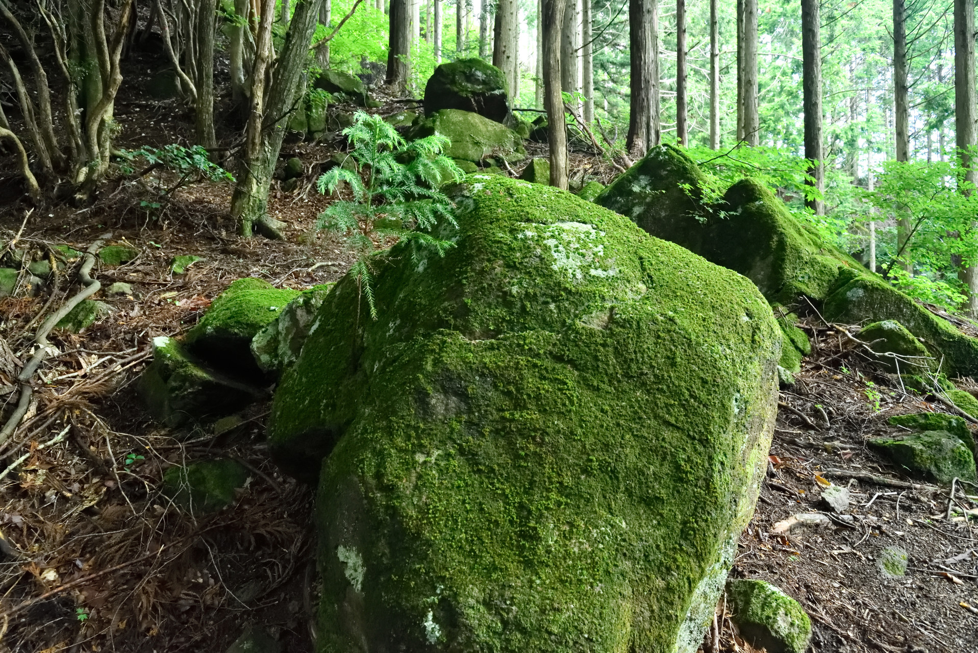 宇連山・鳳来寺山・岩古谷山 石の亀裂から芽生えました。
根付いたところがベスト！となるか