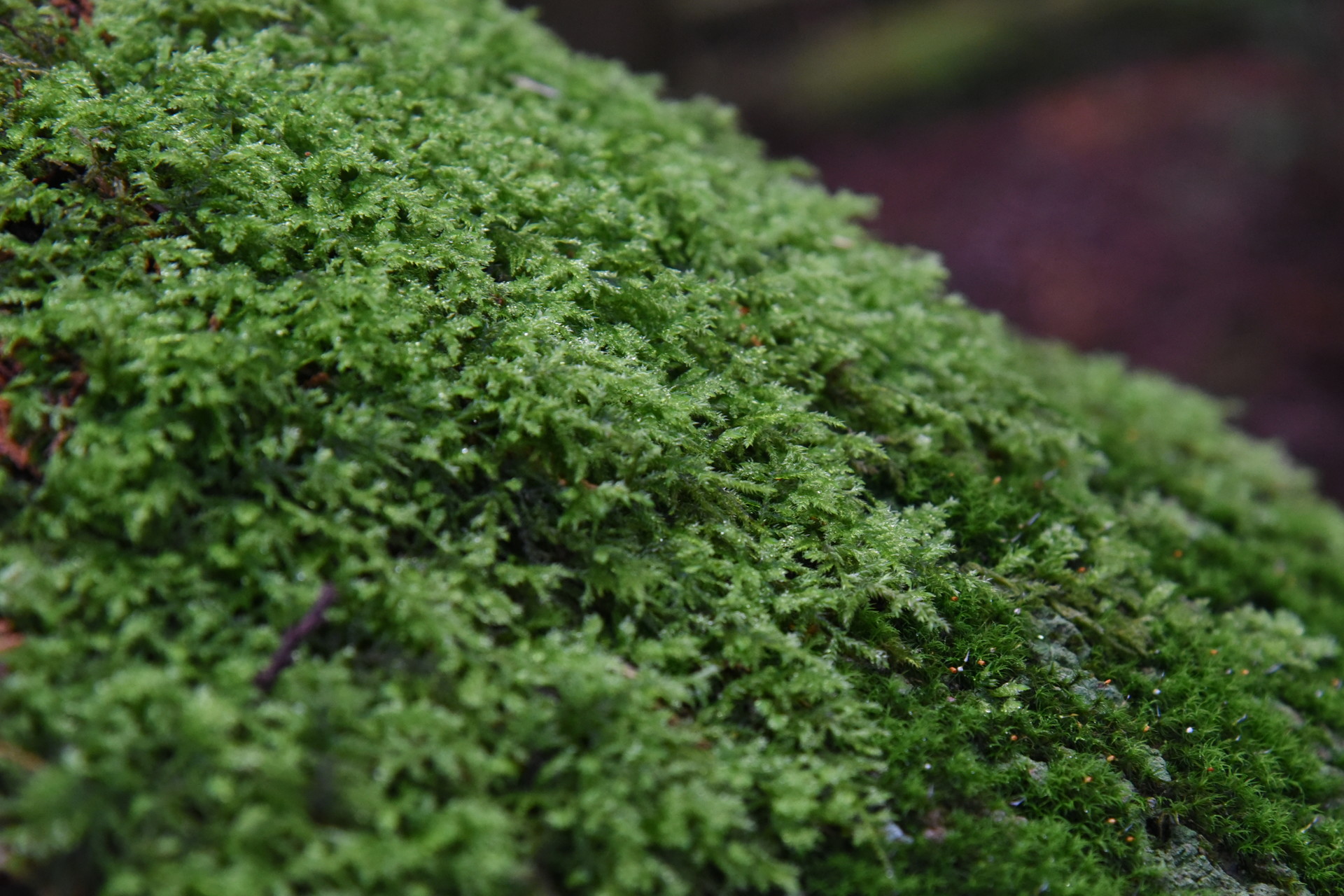 宇連山・鳳来寺山・岩古谷山 岩という岩には苔がびっしりと。