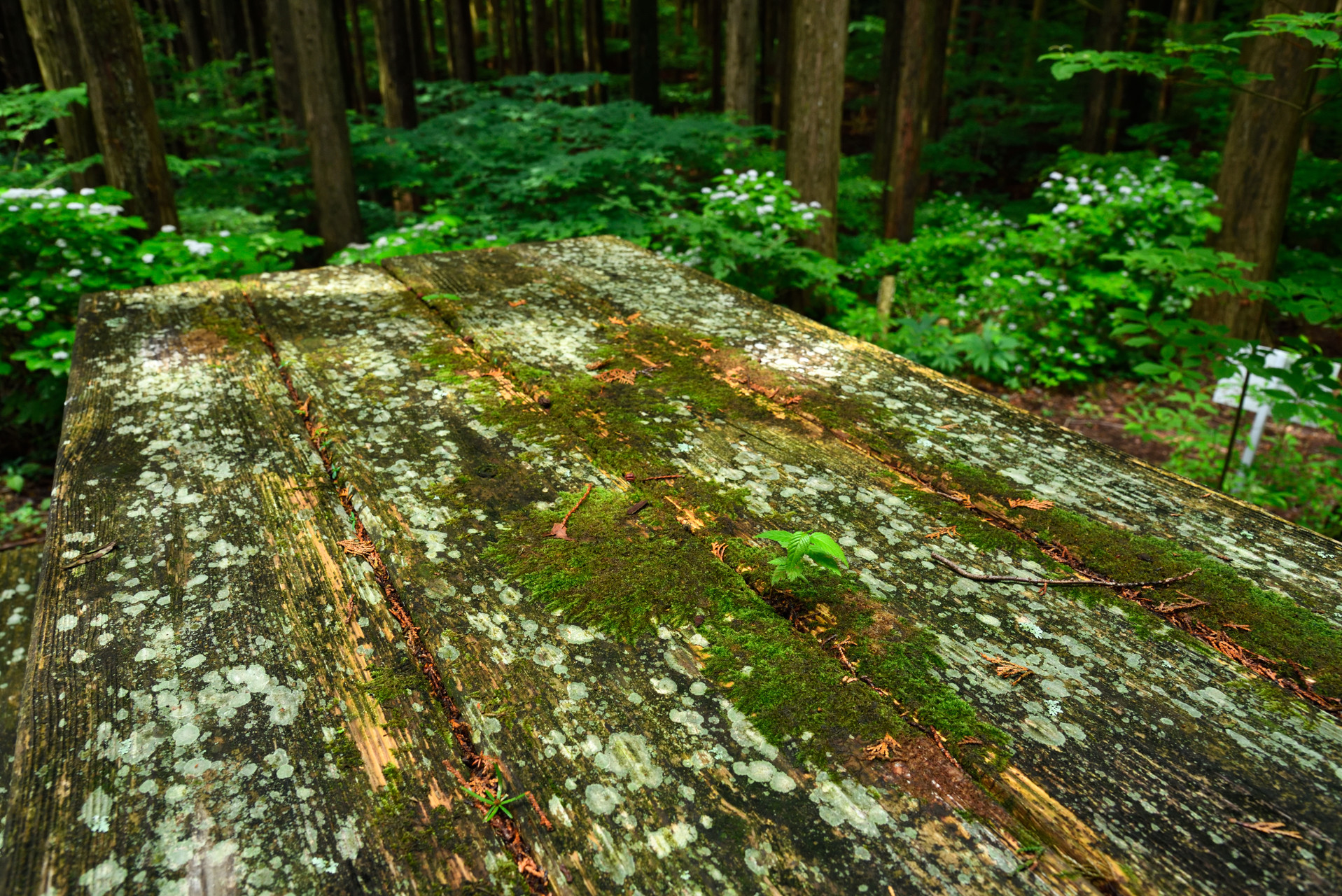 宇連山・鳳来寺山・岩古谷山 山頂一帯は湿度が高く、テーブルの上に新たな命が芽生えていました。