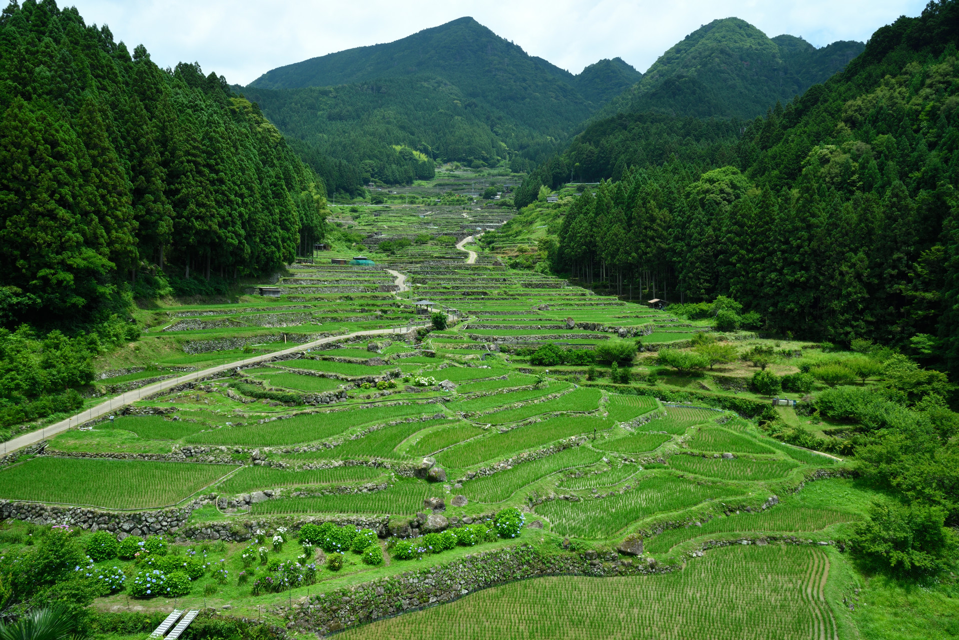 宇連山・鳳来寺山・岩古谷山 正面の、とんがった山が鞍掛山です。
緑に染まった棚田を見たかったですが、
ちょっと早かったですかね