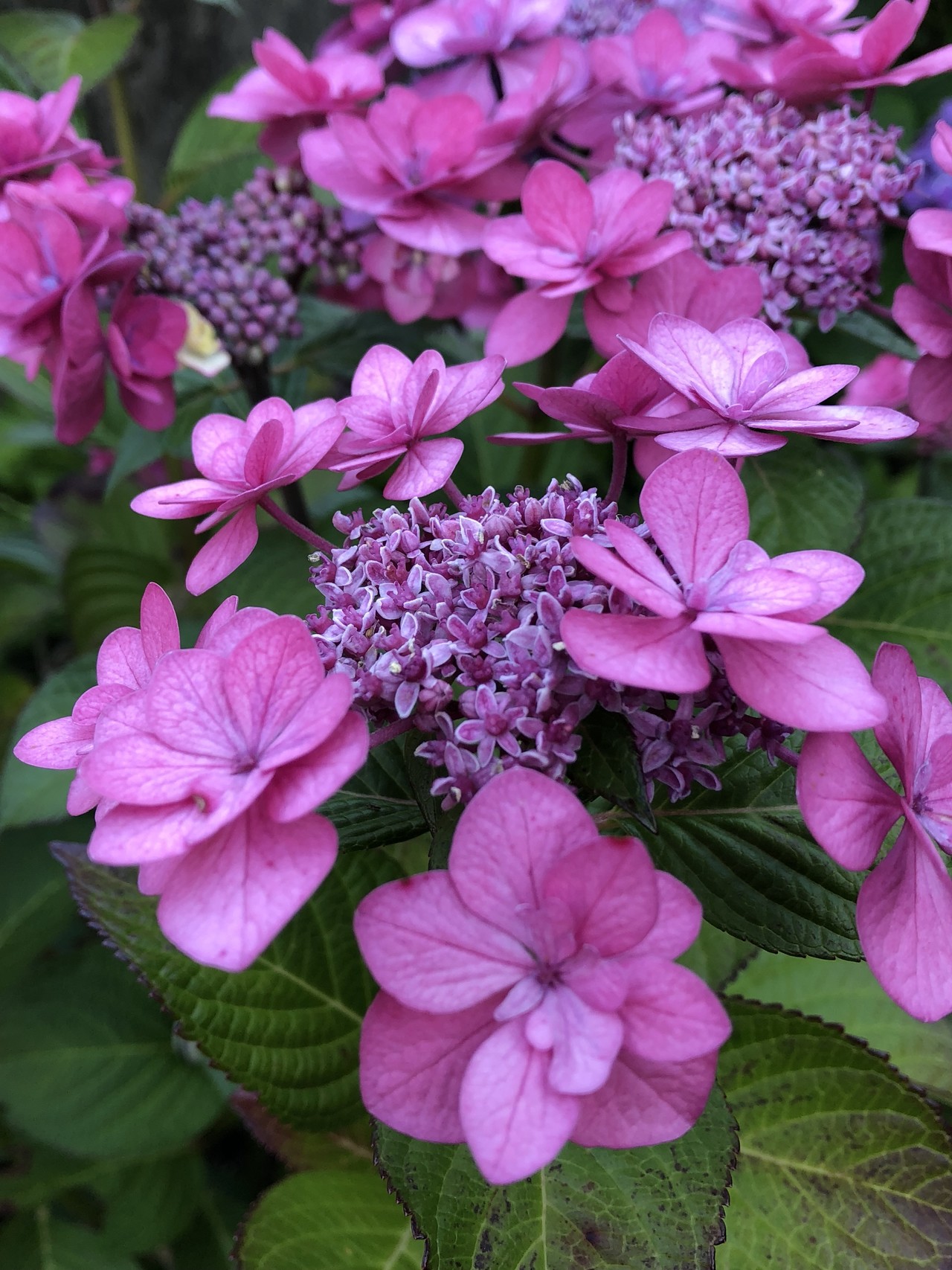 ポンポン山系花暦 6月 やまたいらさんのポンポン山 釈迦岳 小塩山 若山の活動日記 Yamap ヤマップ