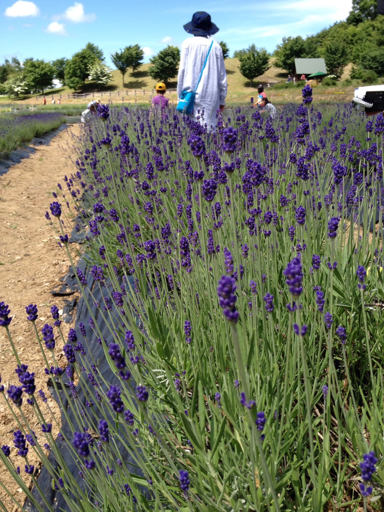 山辺町 ラベンダー祭り しゅんちさんの白鷹山 東黒森山 西黒森山の活動データ Yamap ヤマップ