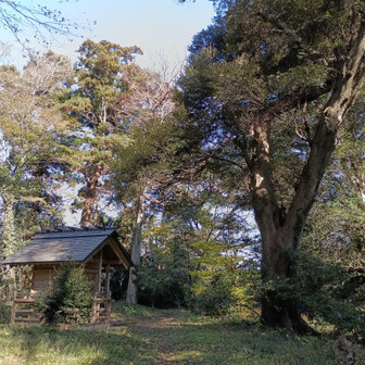 廻りには高星山ほどではないですが、太めの木があります。
結局、こうした木々を炭や薪にしなくなったので、伸び放題となっています。
そしていつか枯れて、世代交代の時期を迎えるのです。