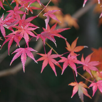 若草山・芳山・高円山 紅葉🍁を楽しみながら