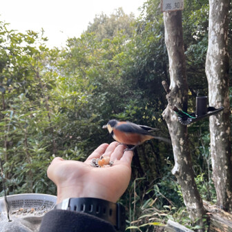 鷲尾山・皿ヶ峰・宇津野山 飛ぼうとした瞬間