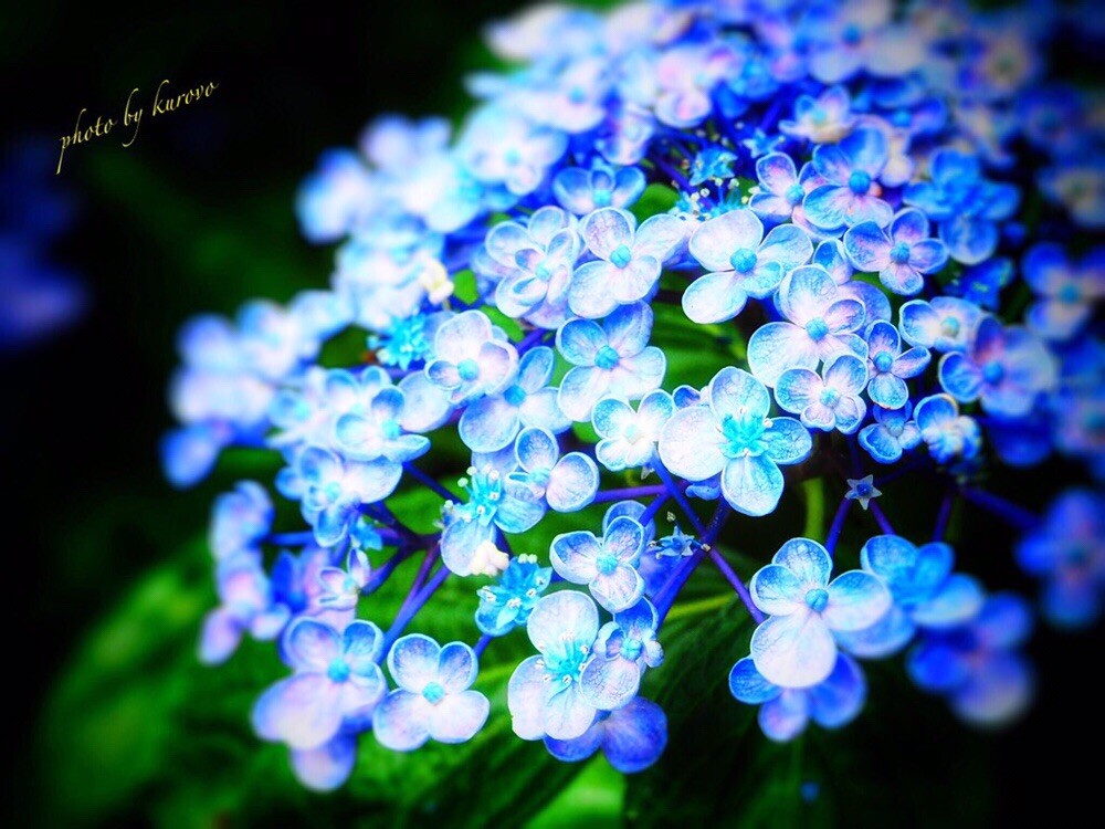 今年の紫陽花撮り納め 久留米市の千光 Kurovoさんのモーメント Yamap ヤマップ