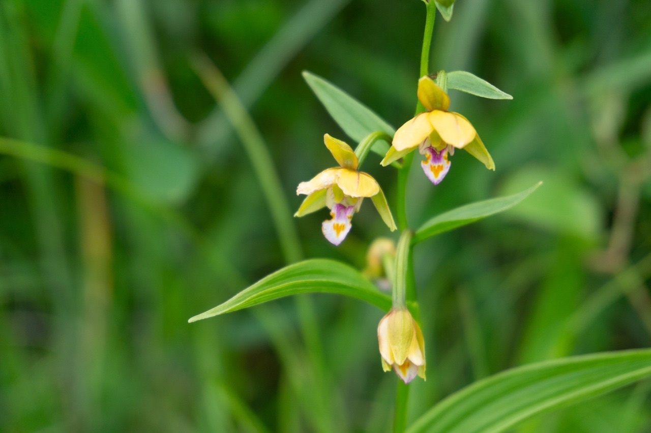 なまえのない はなずかん かおさんさんの観光の活動データ Yamap ヤマップ