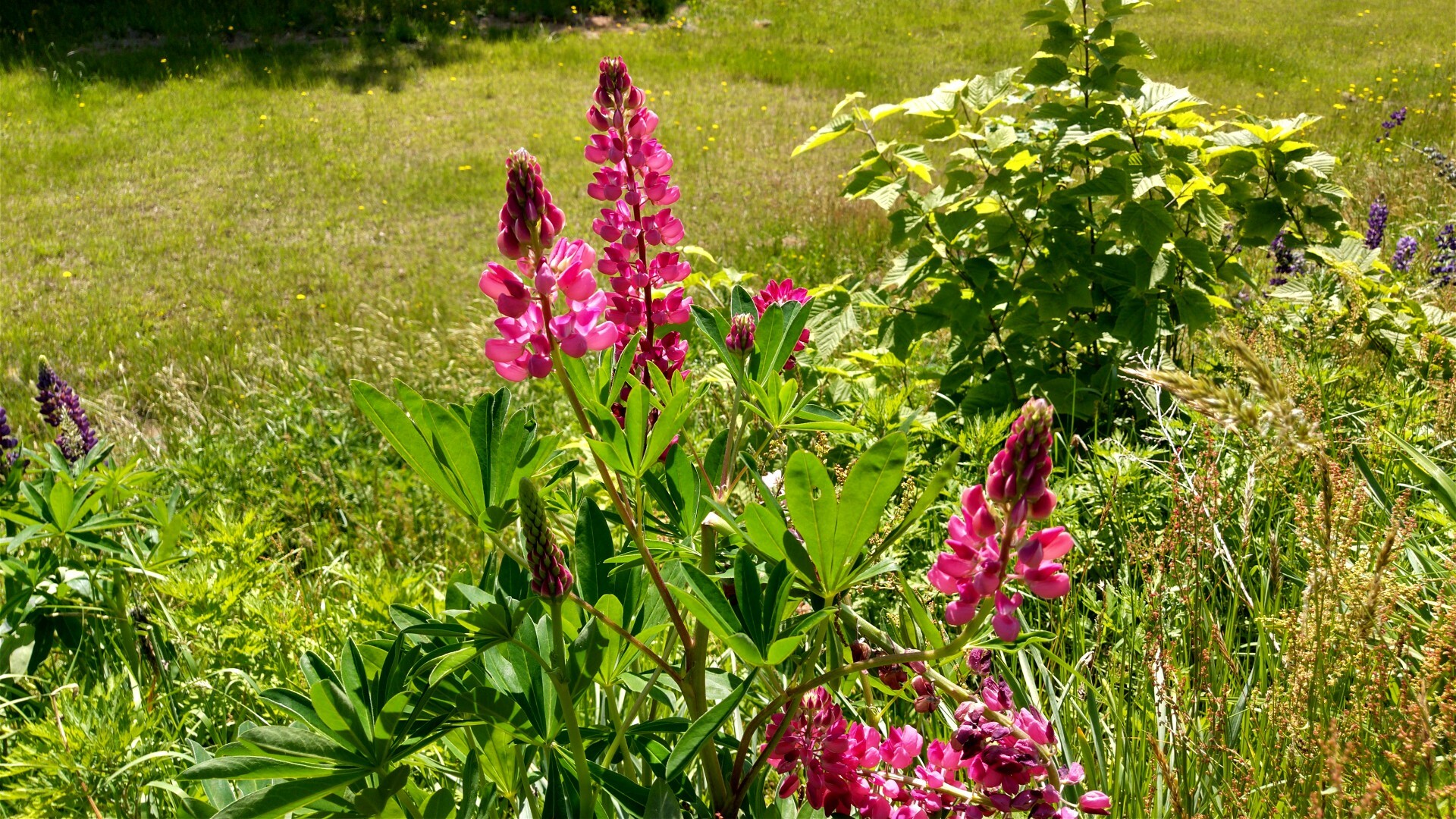 花 花 花 の花見山のはずが Makoさんの花見山の活動日記 Yamap ヤマップ