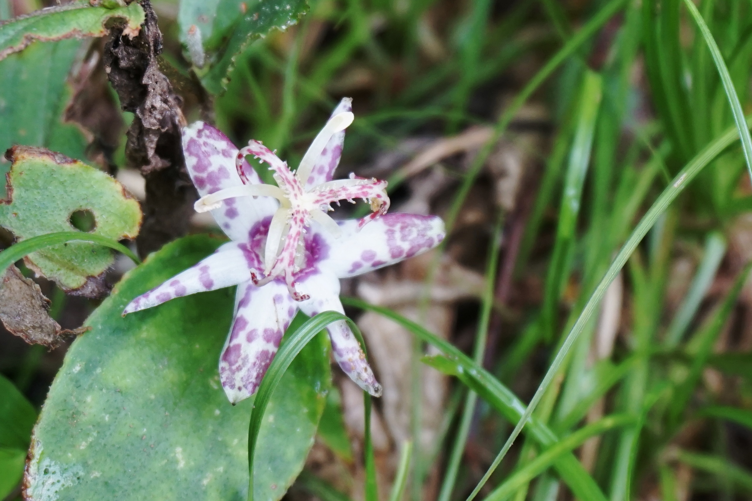 秋花満喫 取立山 目当て花の花言葉は 愛情の絆 だけどtoshiとhiroには無縁かも 笑 Toshi0113さんの取立山の活動日記 Yamap ヤマップ
