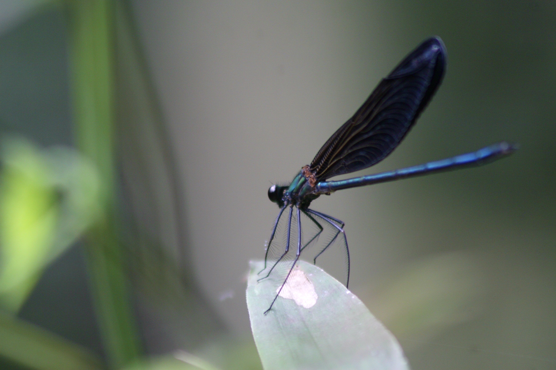 神の使 神様トンボの舞 現人神社 古事記シリーズ やすさんの成竹山 一ノ岳の活動データ Yamap ヤマップ