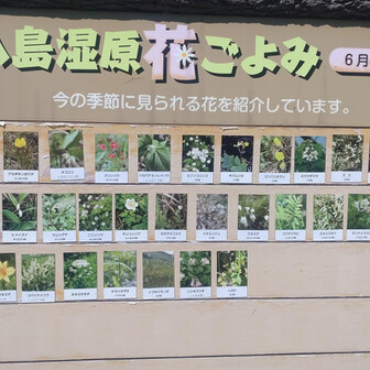 さて、今日の答え合わせ
だいたい見たいお花は見れたかな〜
