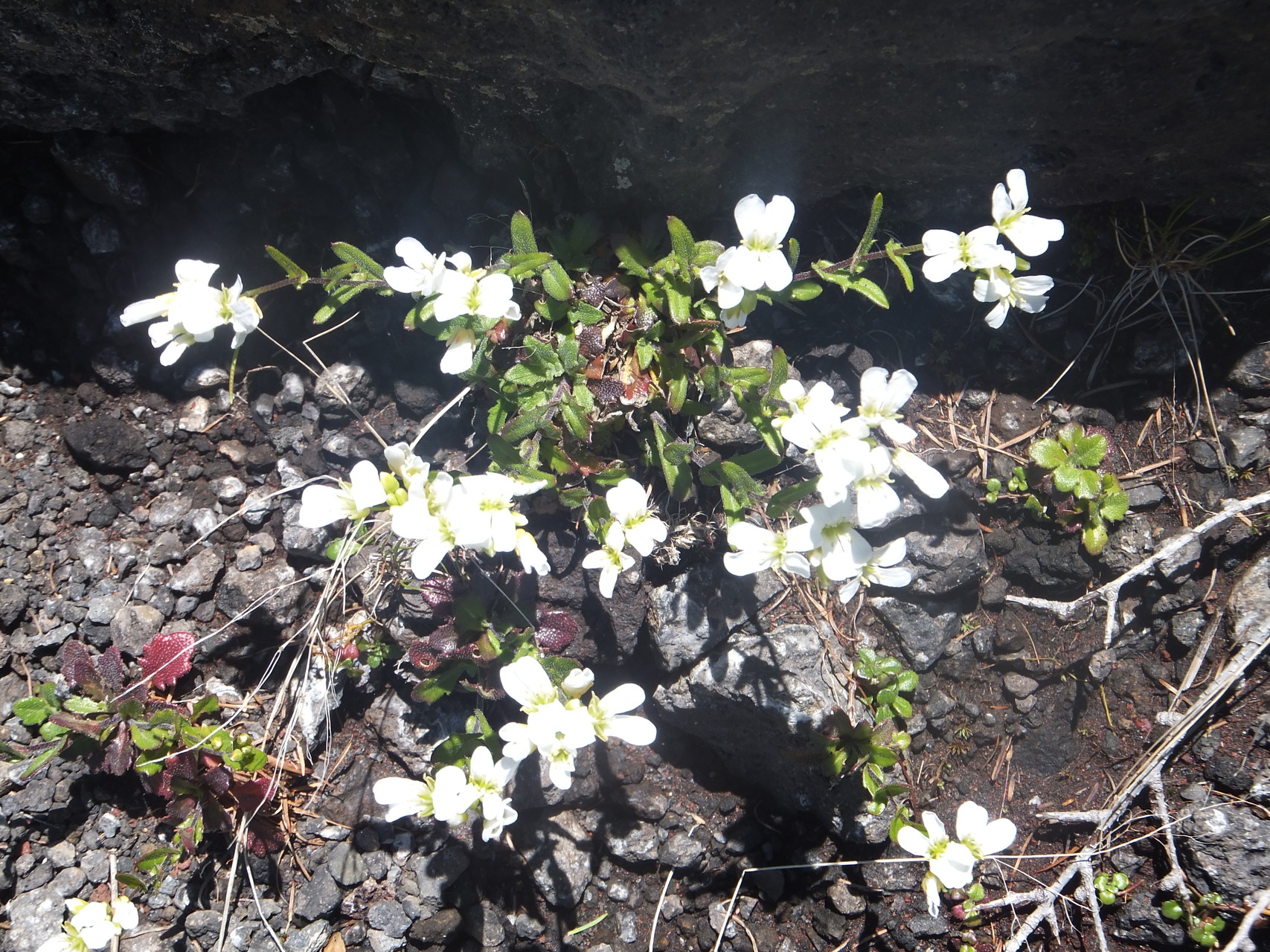 父の日に宝永山と砂走り あかねのチチさんの富士山の活動日記 Yamap ヤマップ